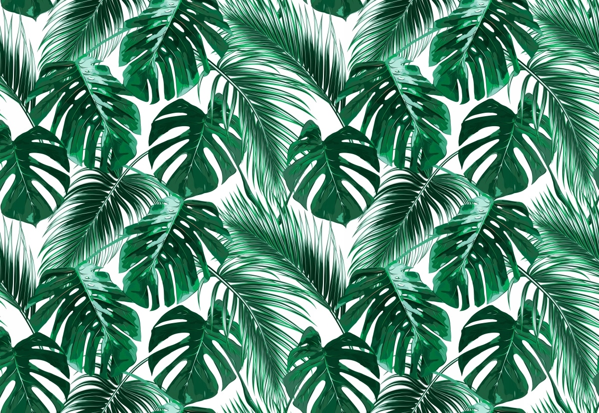 

Fototapeta Flizelinowa Monstera dziurawa 152x104