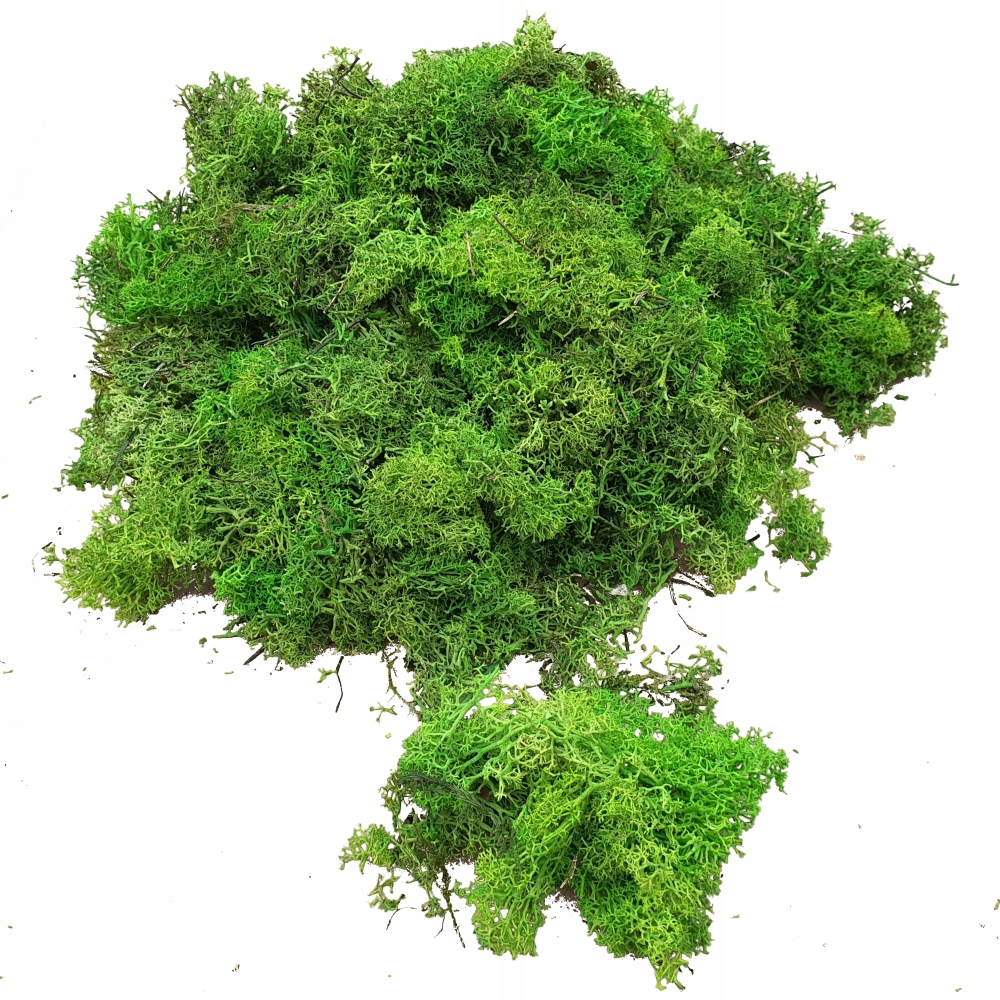 Skrawki z mchu chrobotka Jasna Zieleń Karton 600g Marka inna