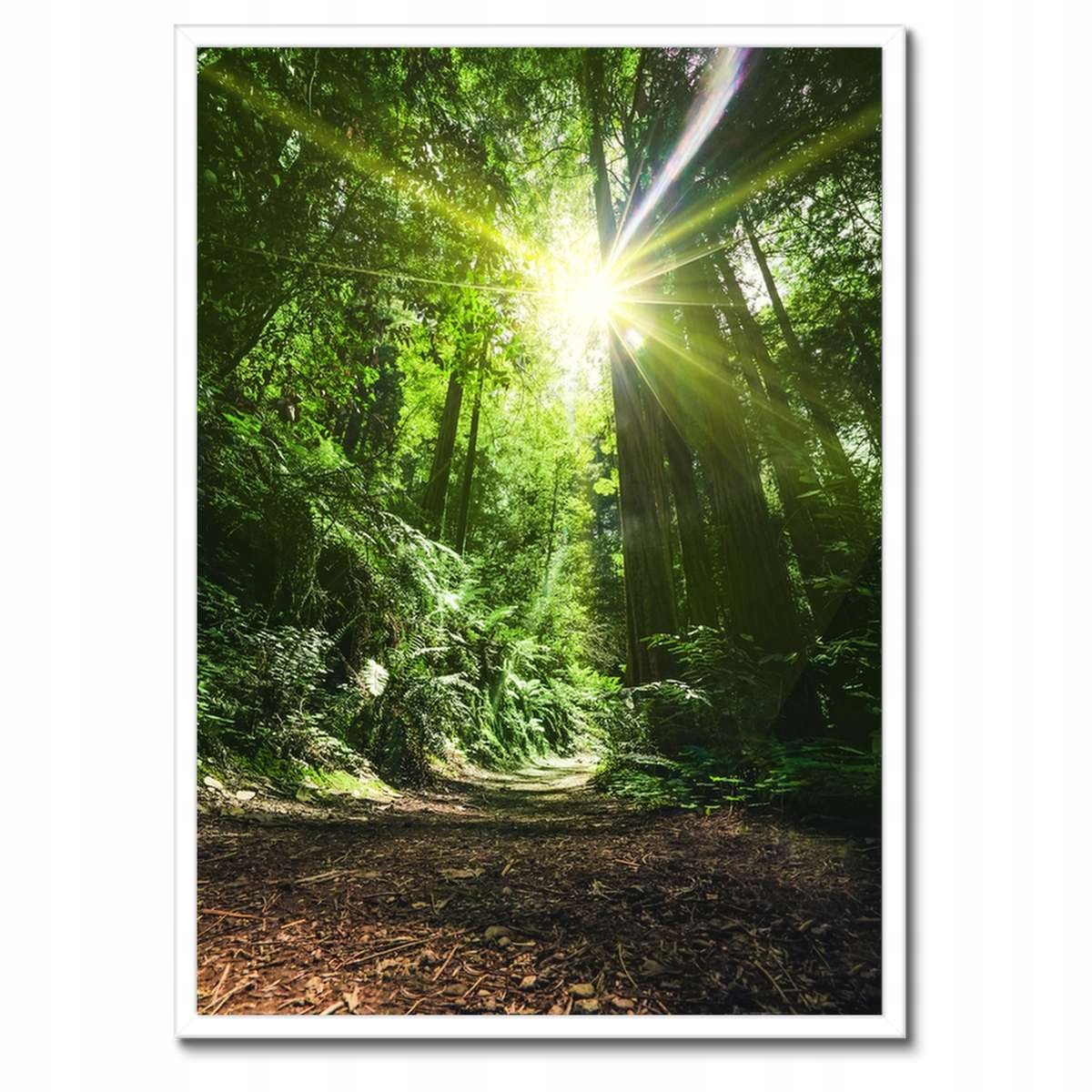 Plakáty v rámu 50x70 Kouzelný les Krajina