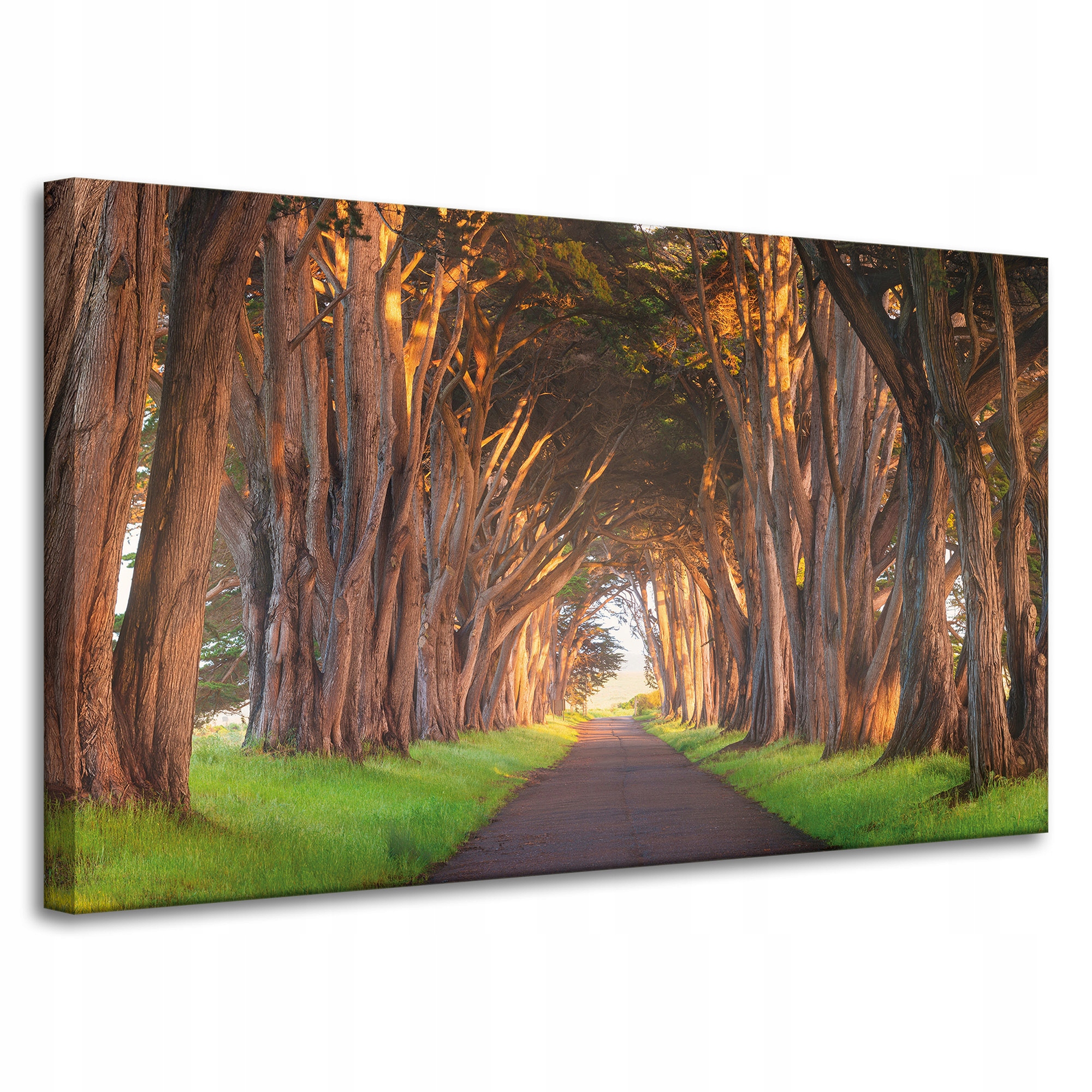 Obraz na plátně Cesta mezi stromy Příroda 100x60 cm Ideální jako dárek