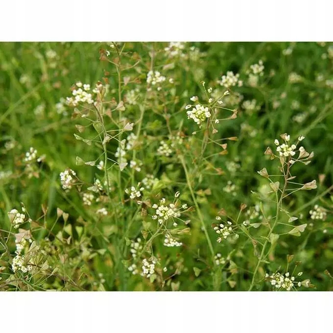 Roundup 360 SL Plus 5l glifosat, herbicyd, perz Pojemność 5 l