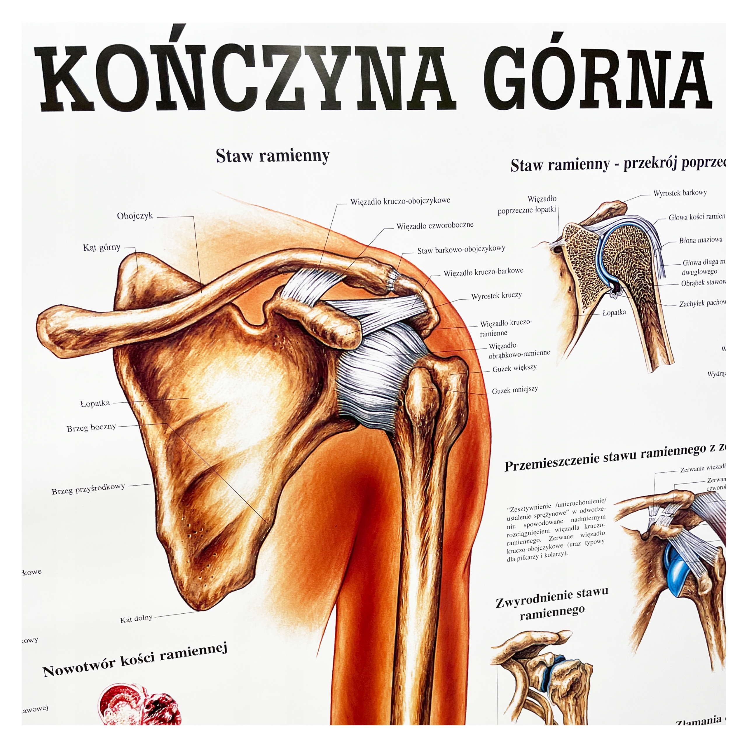 Tablica anatomiczna plansza plakat Kończyna Górna