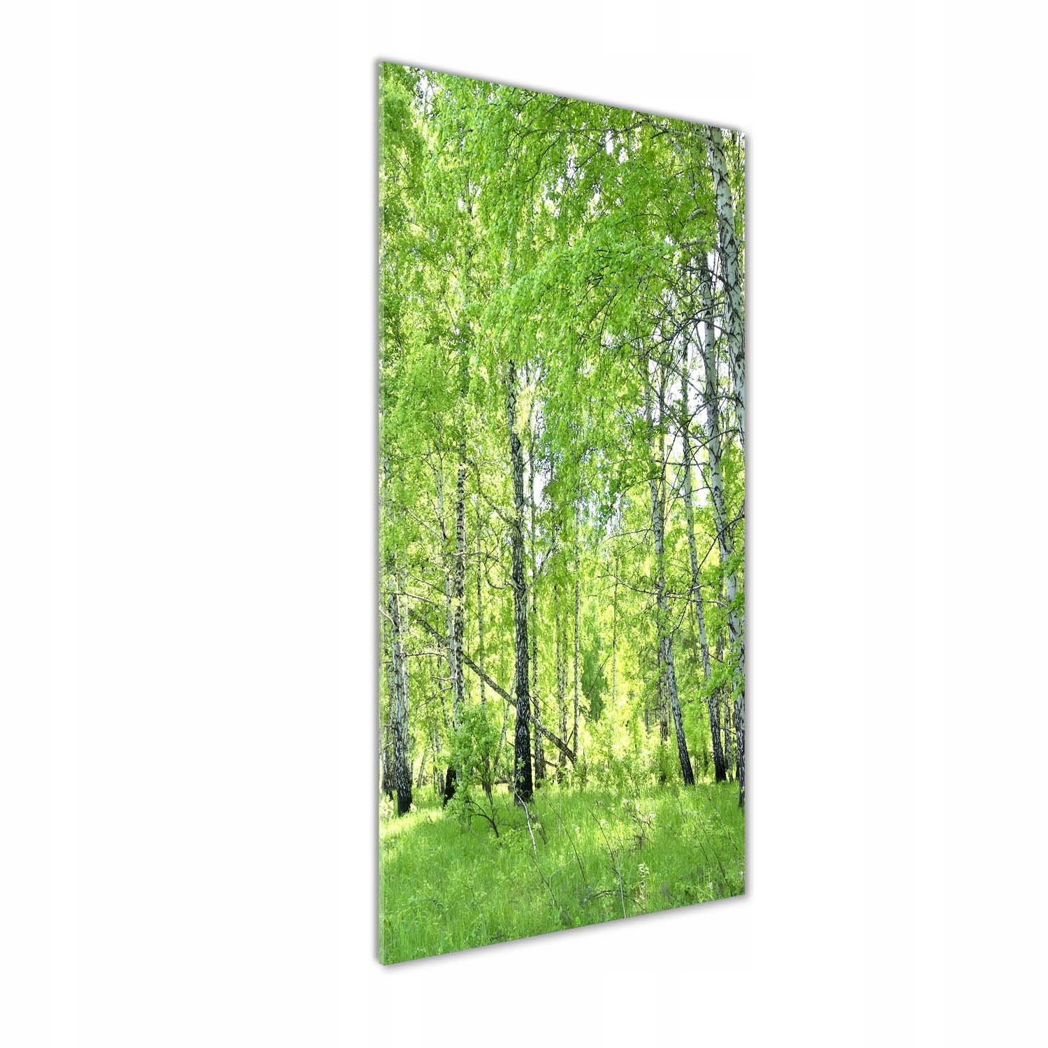 

Nowoczesny fotoobraz akrylowy Las brzozowy 50x125