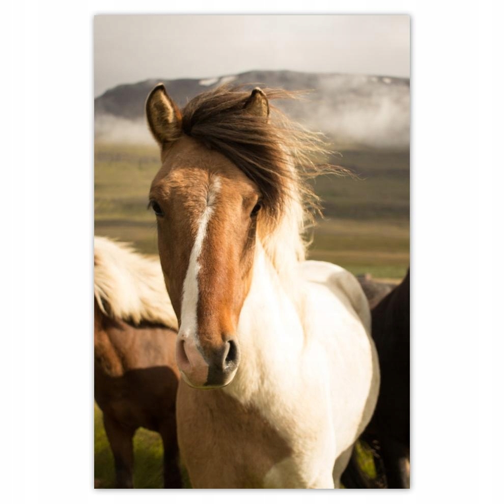 

Plakat 62x93 Dzikie konie