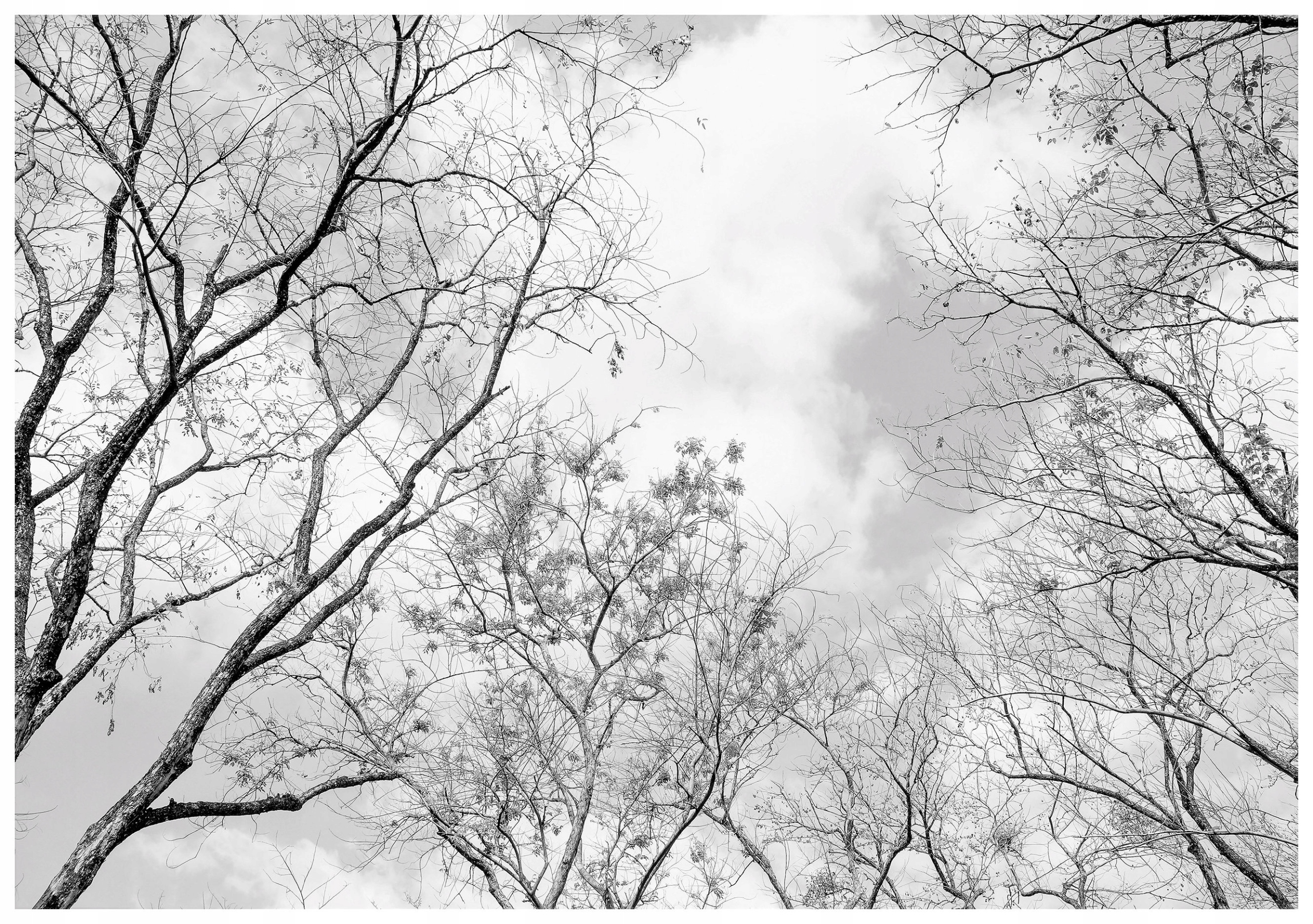 Vliesová fototapeta Černé bílé stromy Minimalismus přírody 460x300 lepidlo