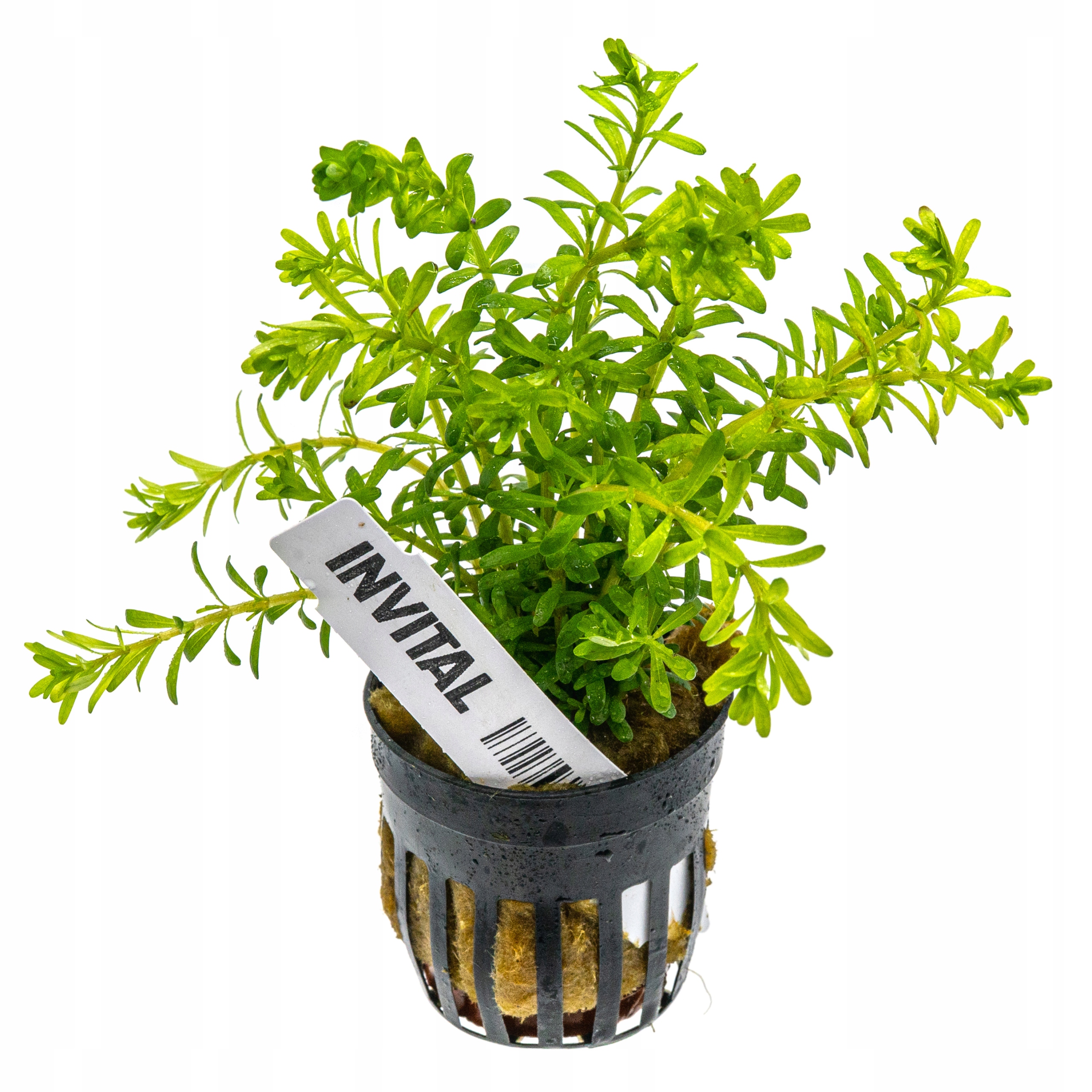 INVITAL Rotala boshi nanjenshan koszyk Ø 5,5 cm