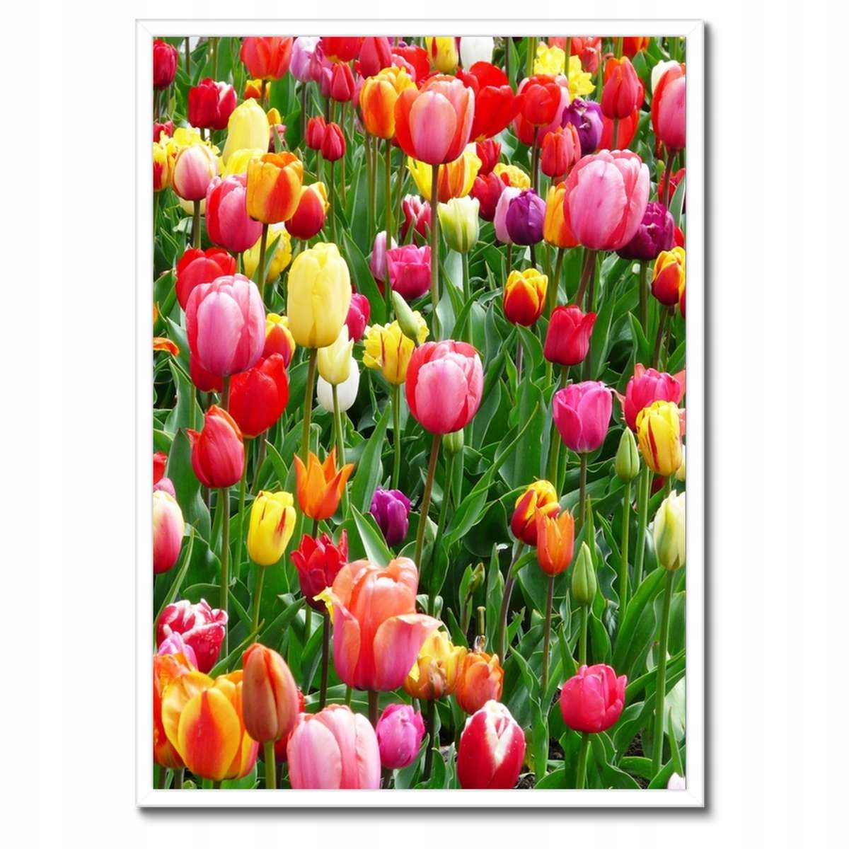 Plakáty v rámu 50x70 Barevné tulipány na louce