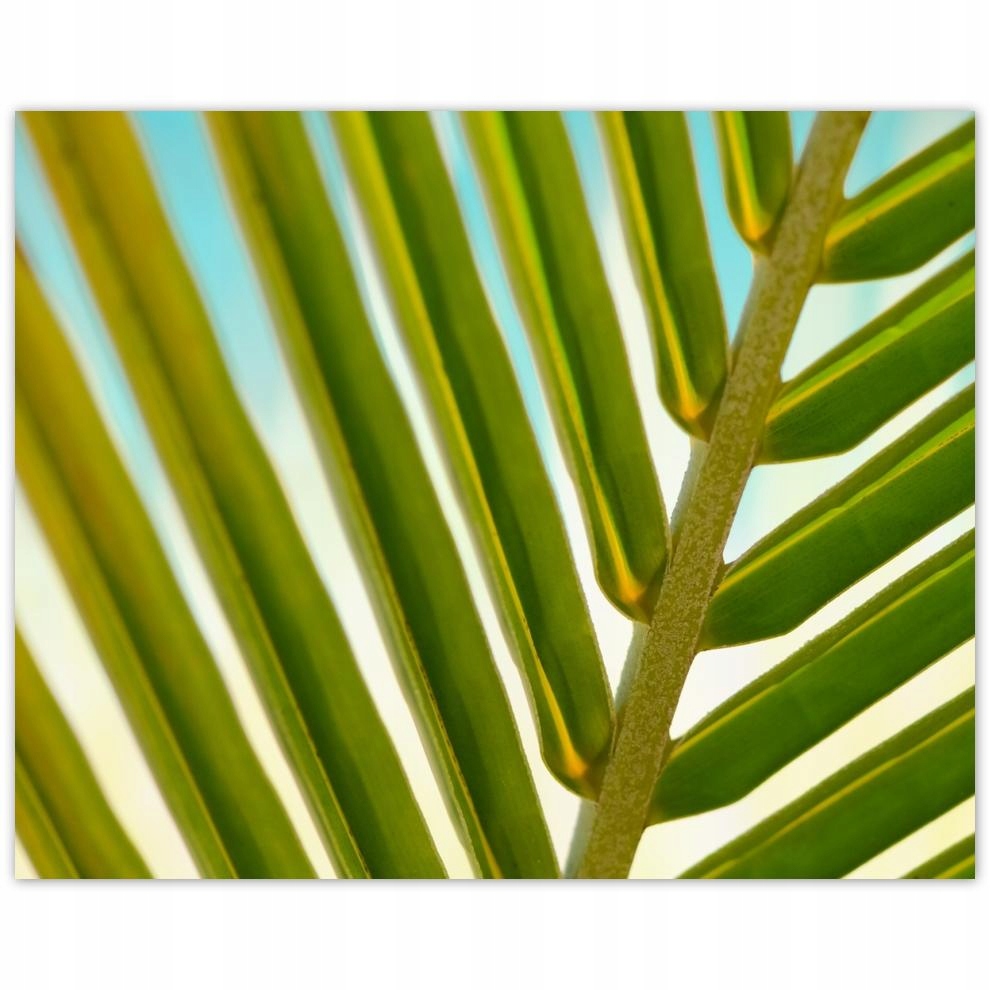 

Plakat 50x40 Palma Liście Liść