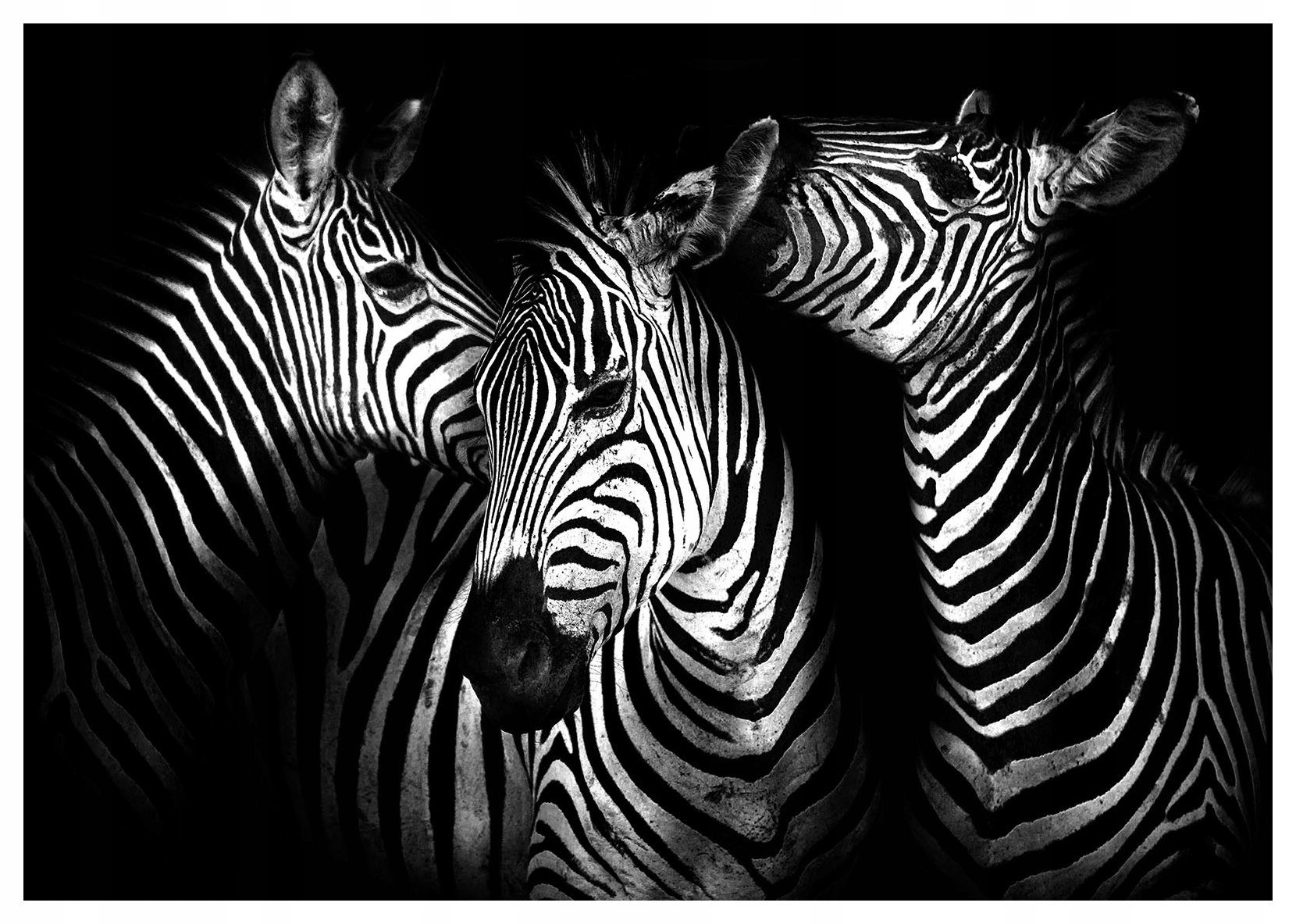 Fototapeta flizelina Zebra Černobílá elegance Afriky Styl 400x280 lepidlo