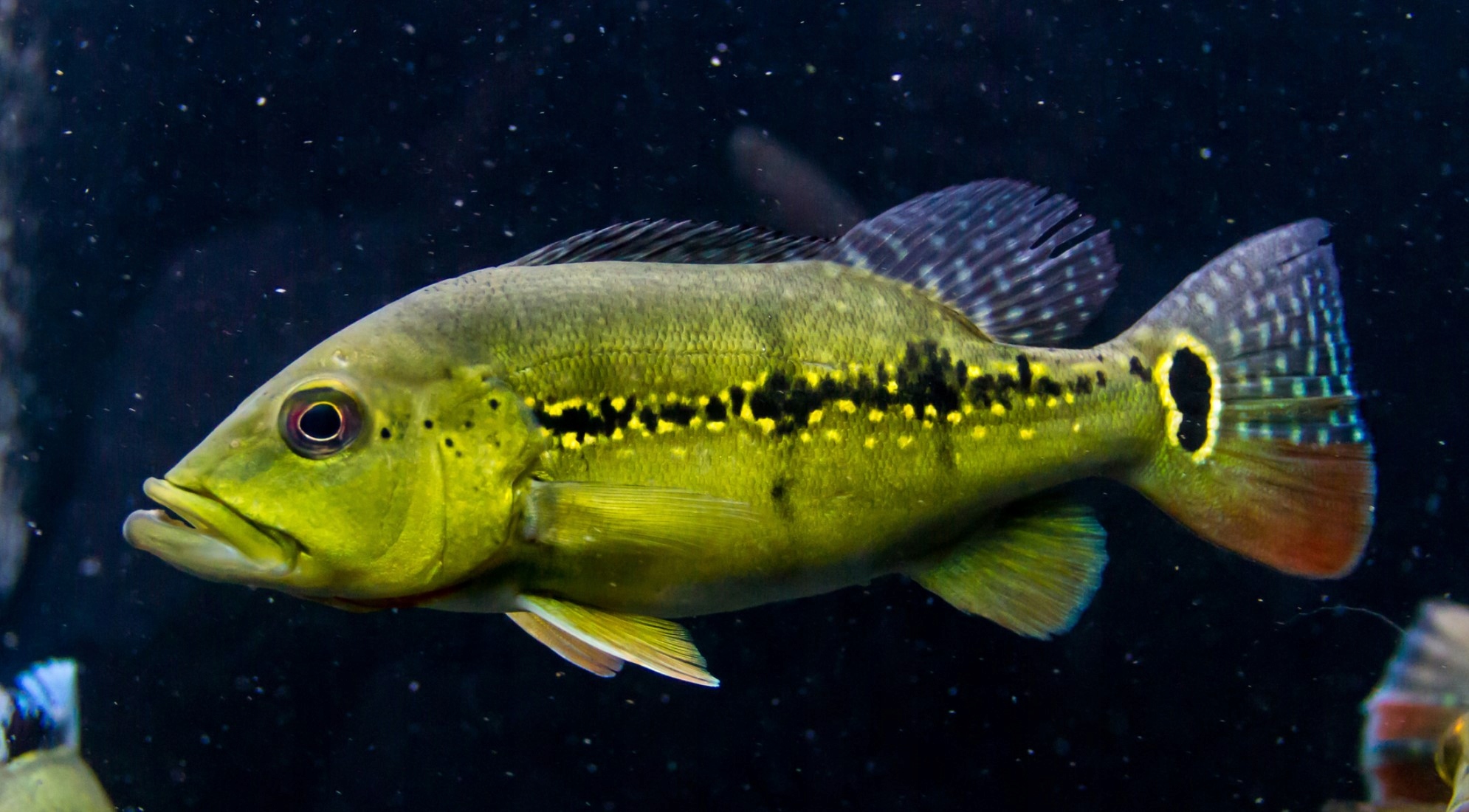 Cichla intermedia - Cichlasoma - RARYTAS • Cena, Opinie - Allegro