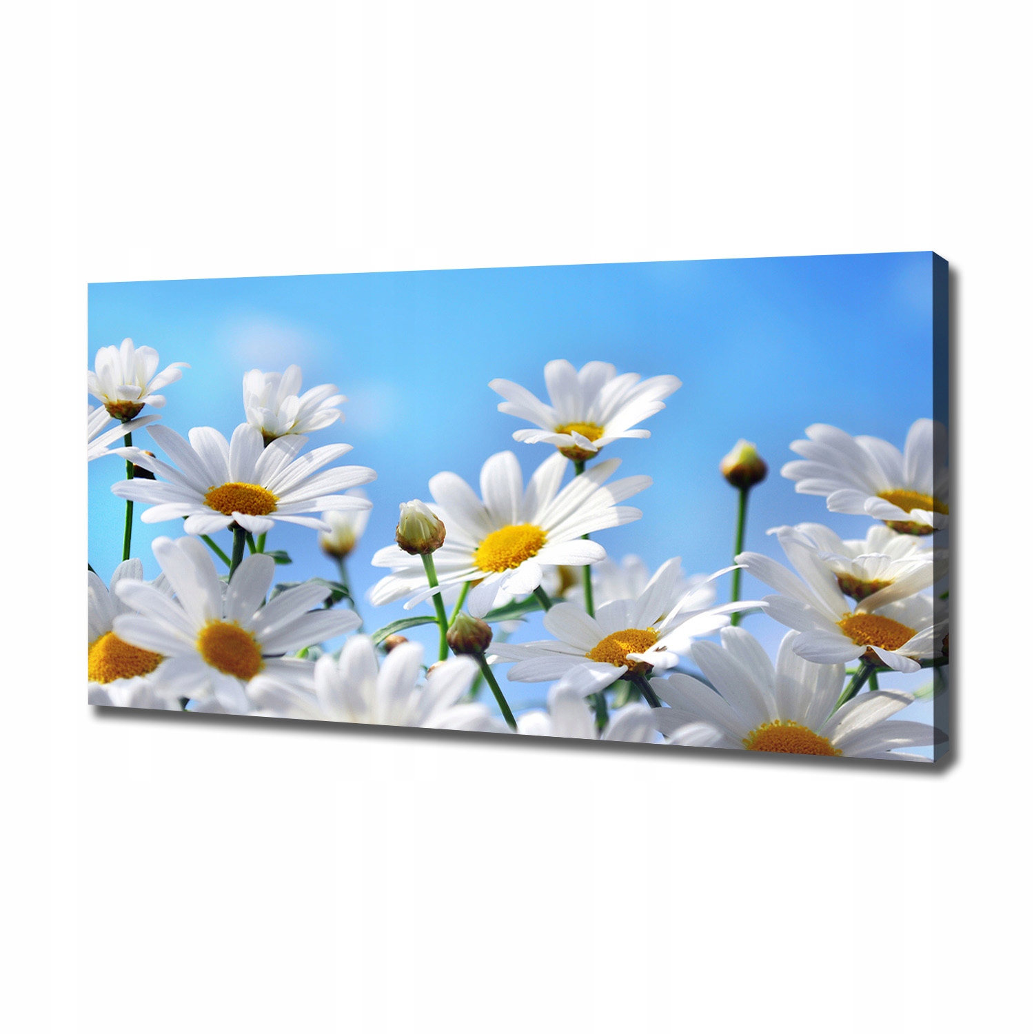 

Foto obraz canvas na ścianę Stokrotki 120x60 cm