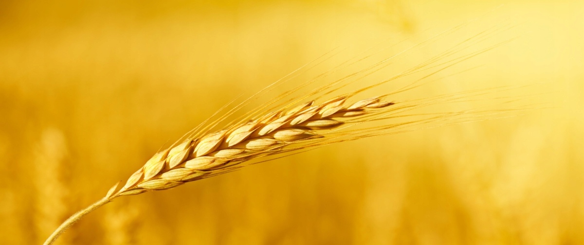 

Tapeta flizelinowa Kłos pszenicy 250x104