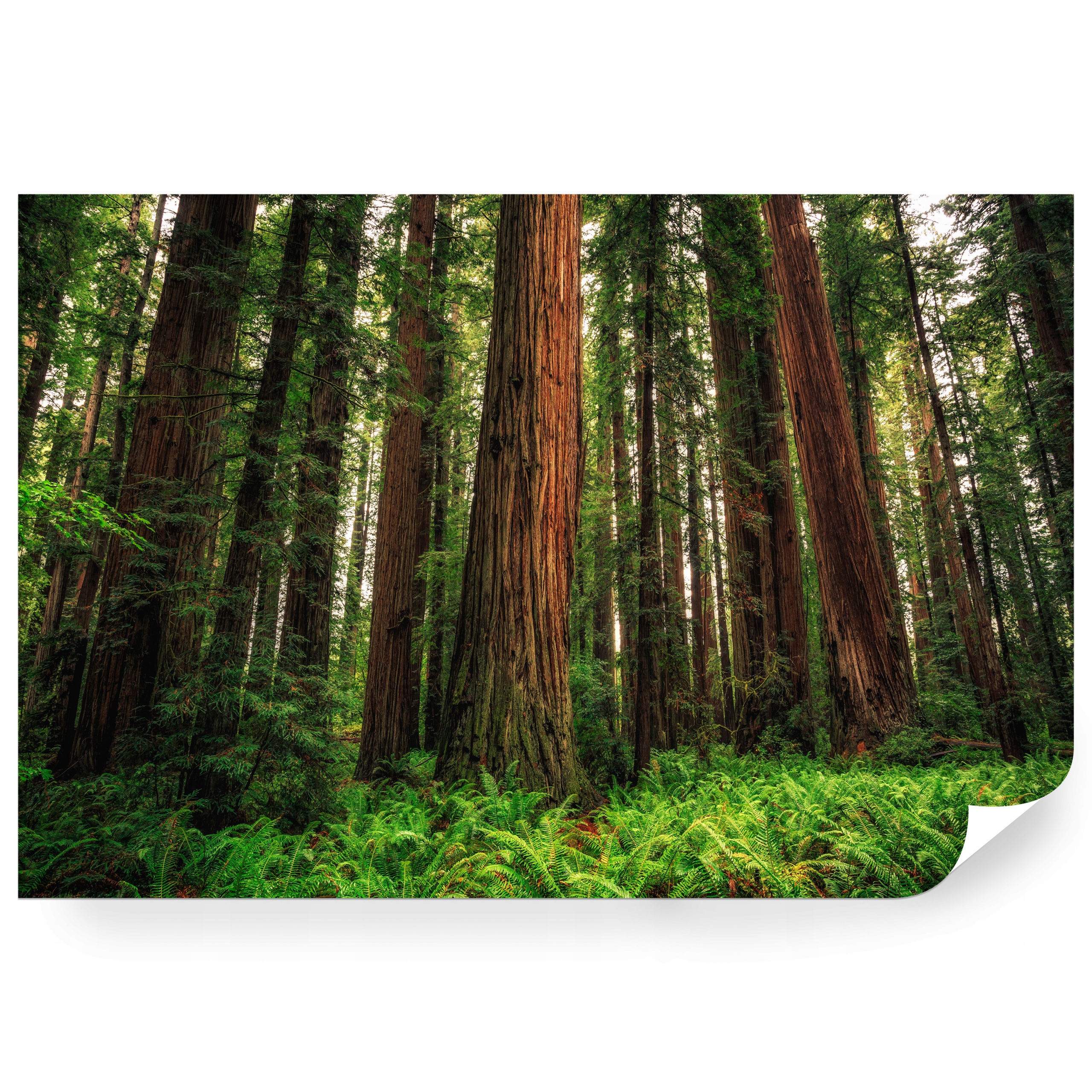 Fototapeta samolepicí Zelený Sekvojový Les 360 x 240 cm