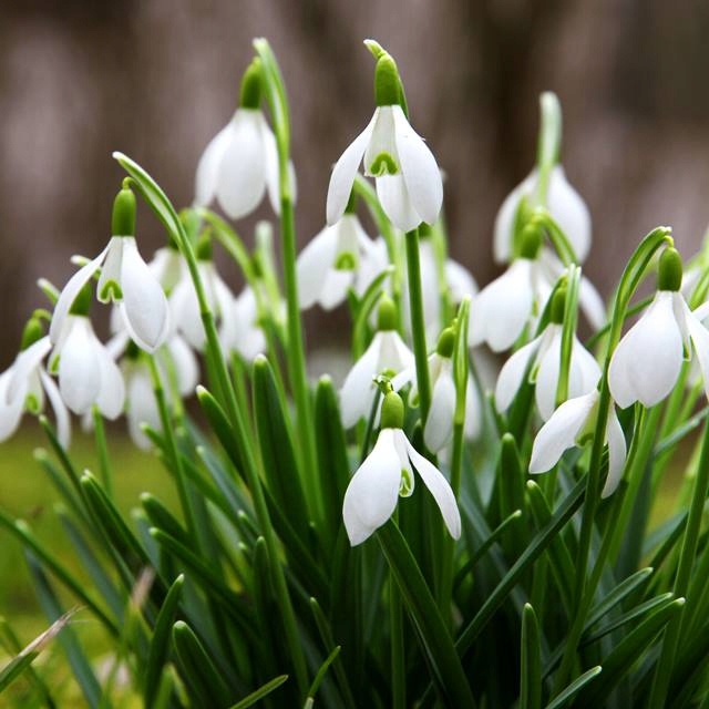 Galanthus Nivalis Snežienka 5 ks cibuľky kvety