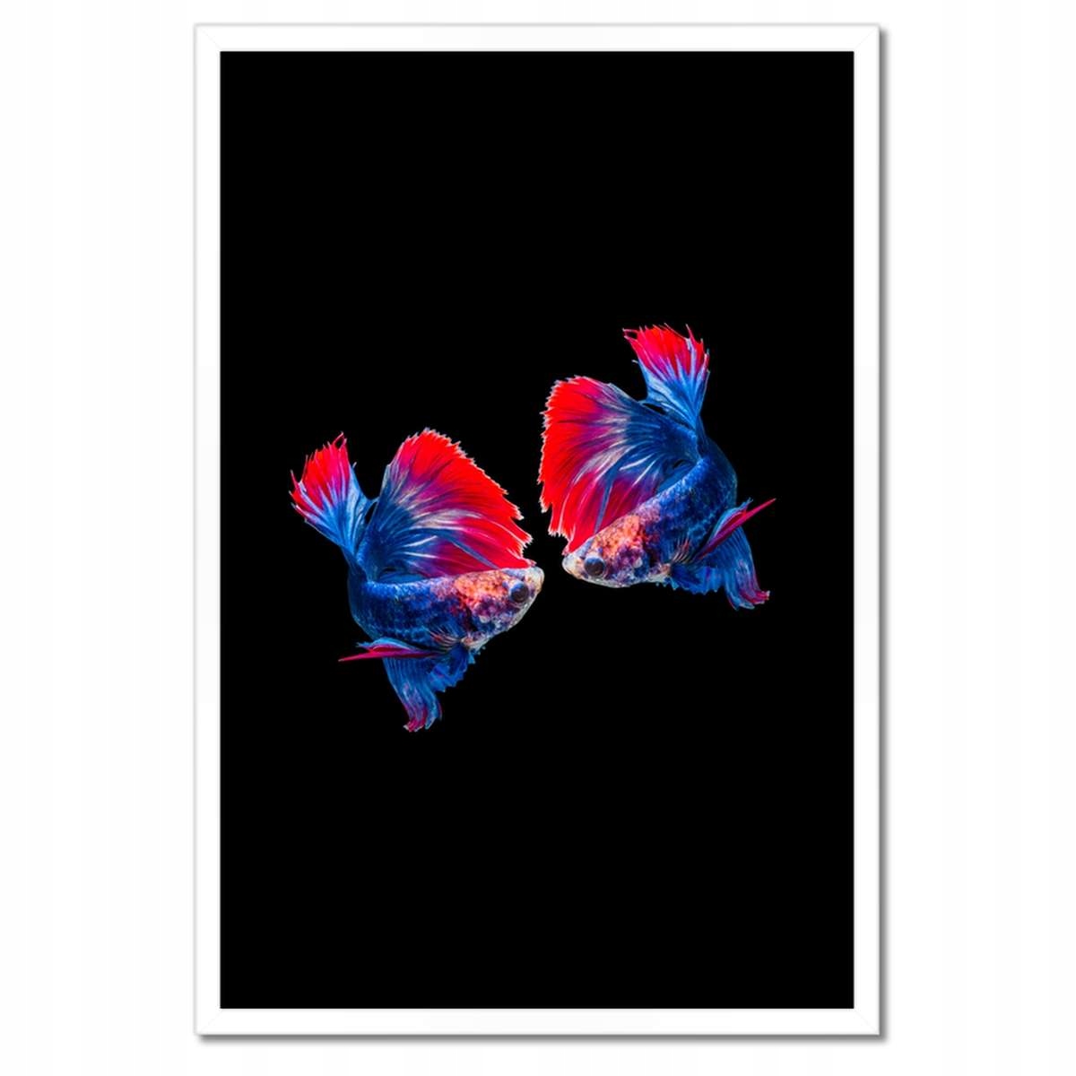 Plakáty v rámu 40x60 Bojující siamské rybičky