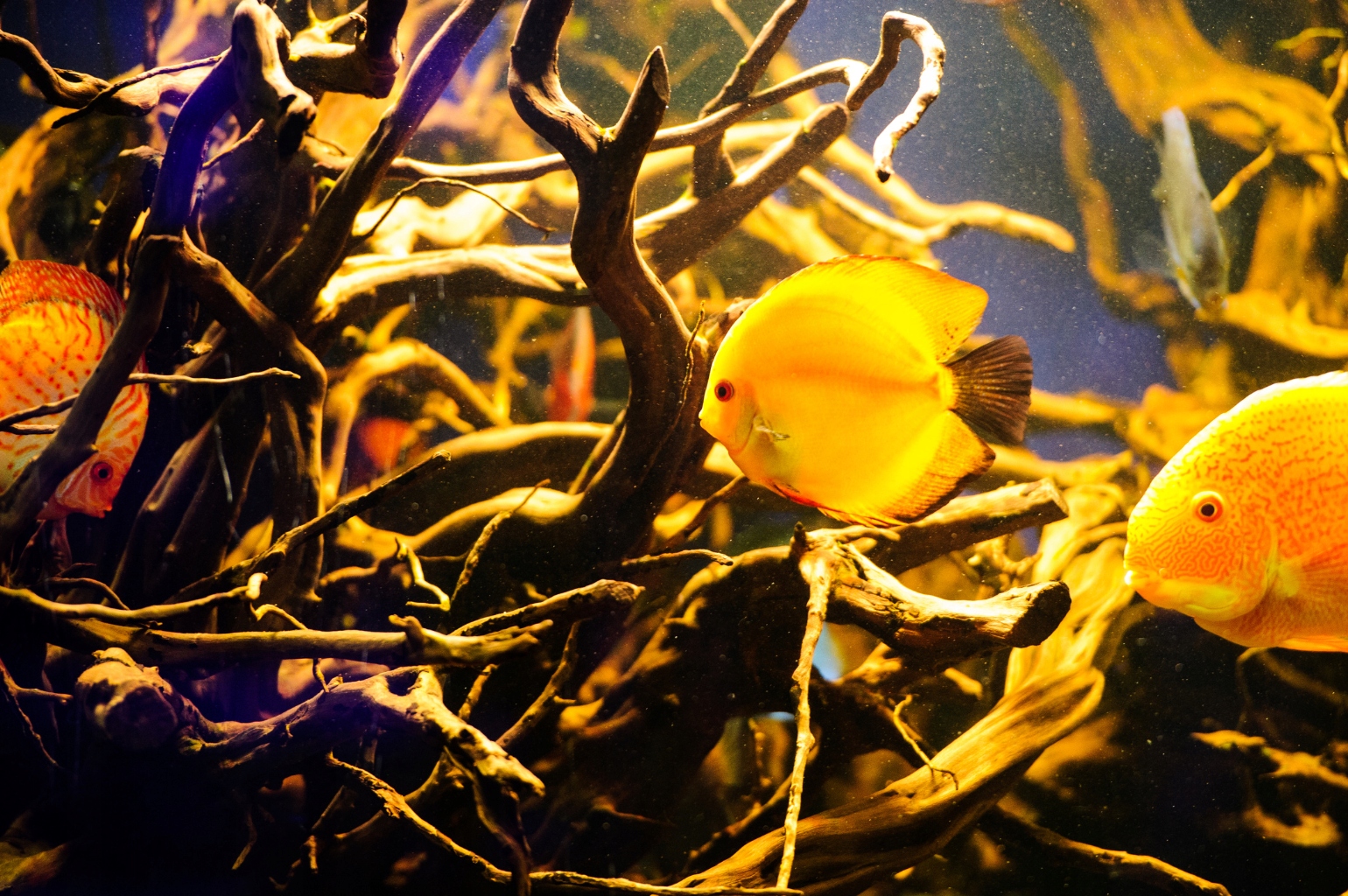 Świetlówka LED do akwarium BLACKWATER 20cm 8520 I Długość 20 cm