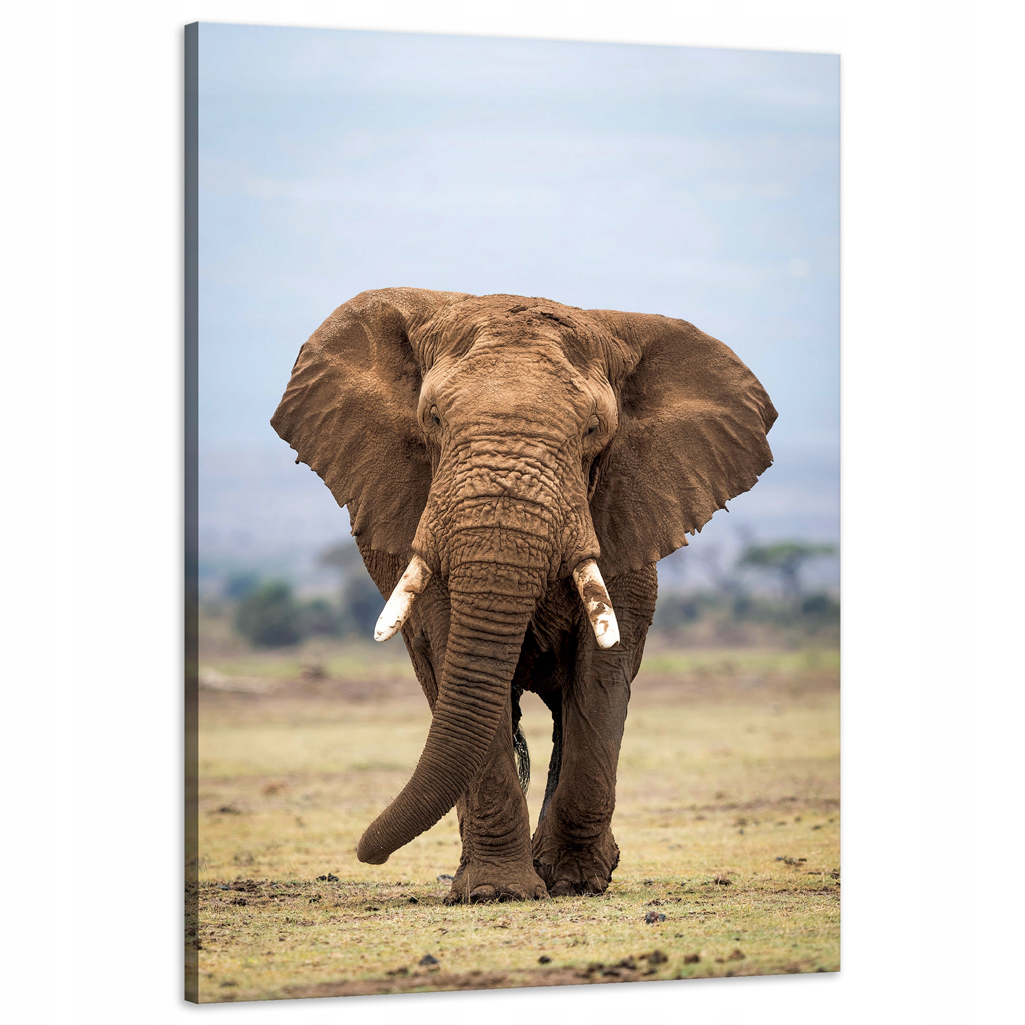 Obraz na plátně Slon Afrika Umění Příroda 60x90 cm Ideální jako dárek