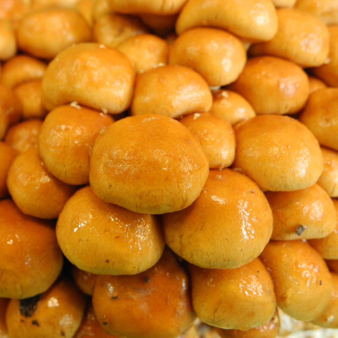 

Łuskwiak Nameko - grzybnia na kołkach 30 szt.