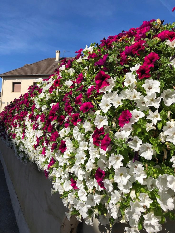 NAWÓZ DO SURFINII I INNYCH PETUNII KASKADOWYCH Forma proszek