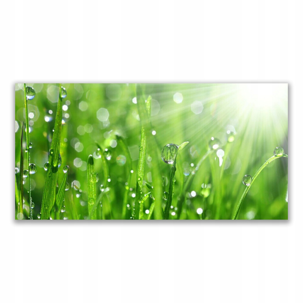 

Fotoobraz akryl ścienny 140x70 Natura Trawa Krople