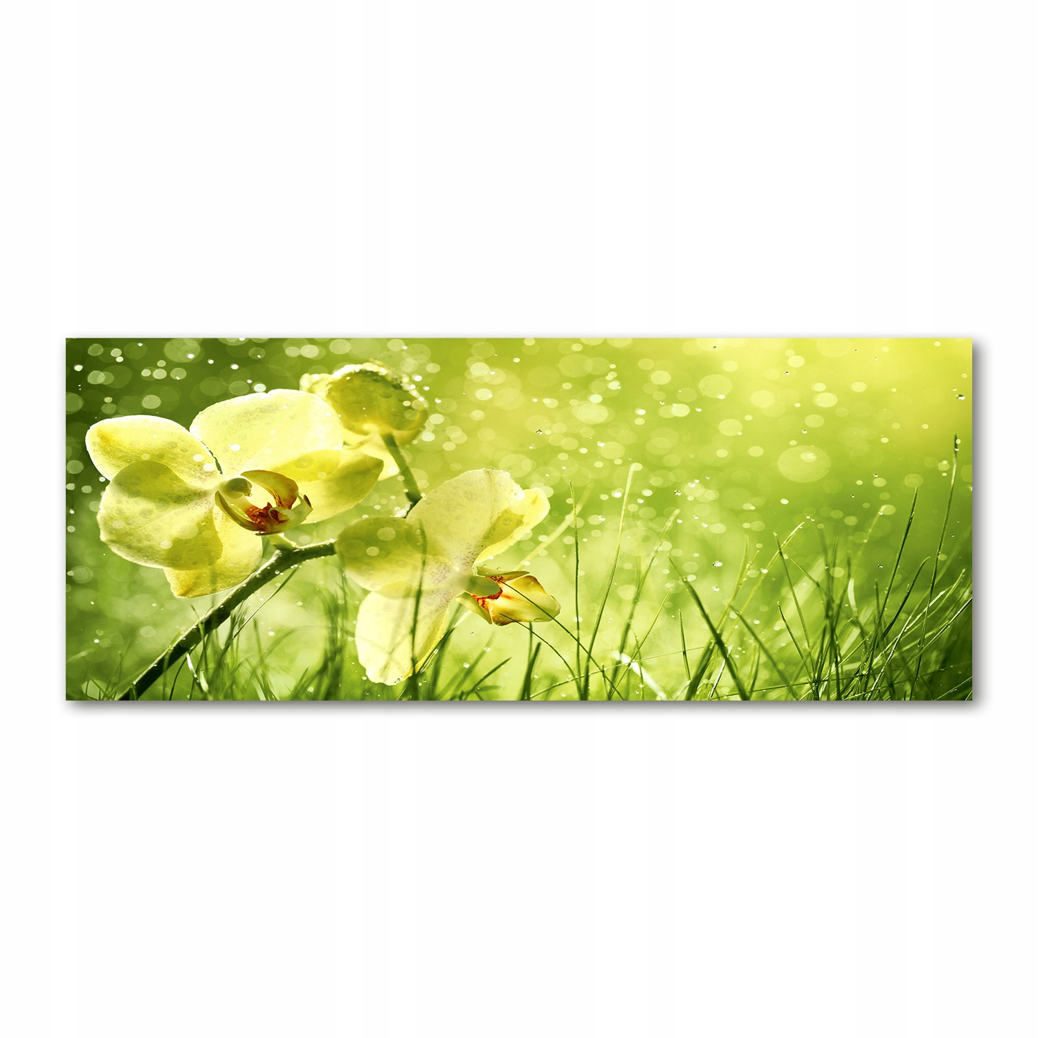 

Foto obraz duży akryl nowoczesny Orchidea 125x50cm