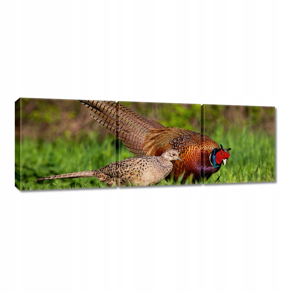 

Obraz 60x20 Rodzina bażanatów Ptaki