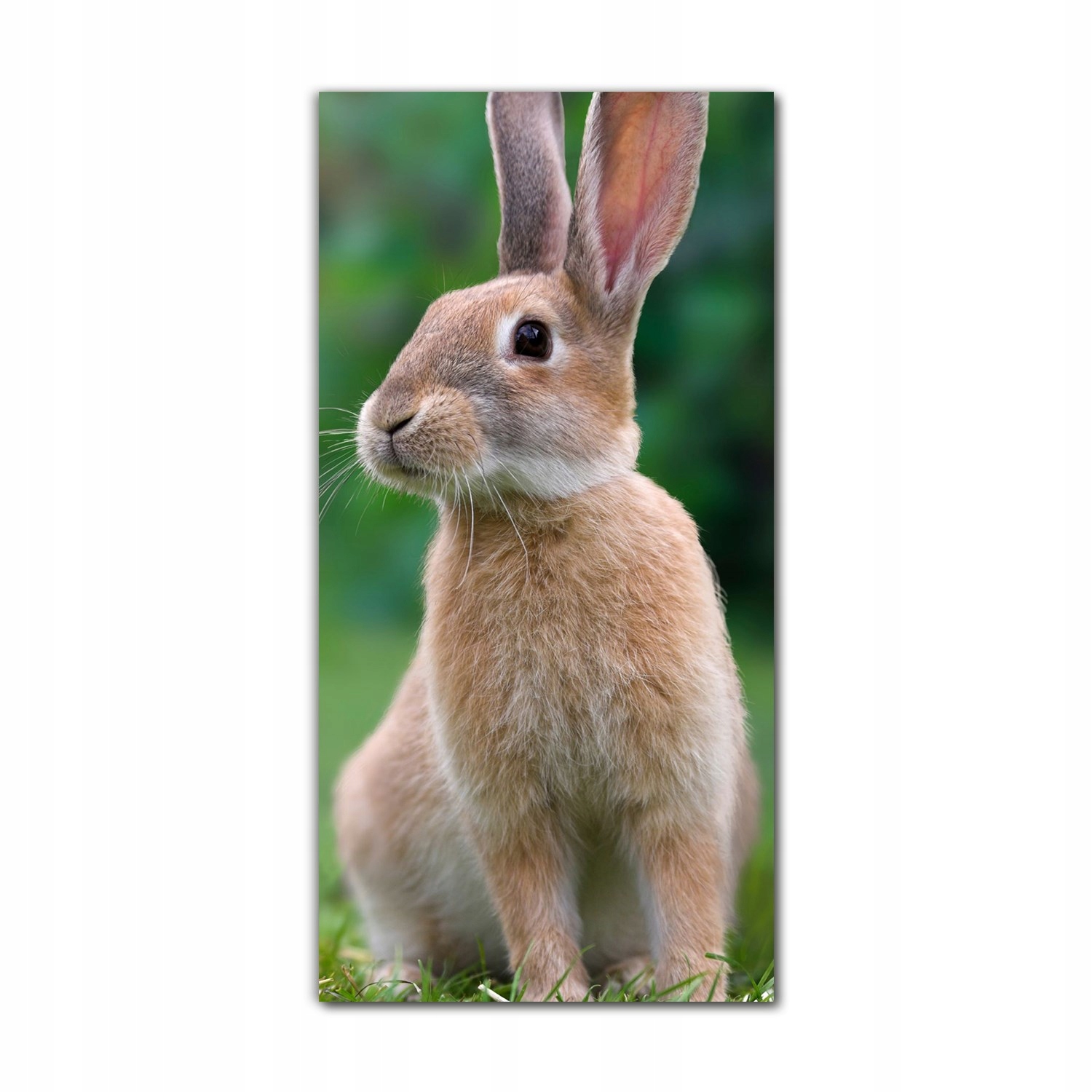 

Foto-obraz ścienny grafika 60x120 Królik zwierzę