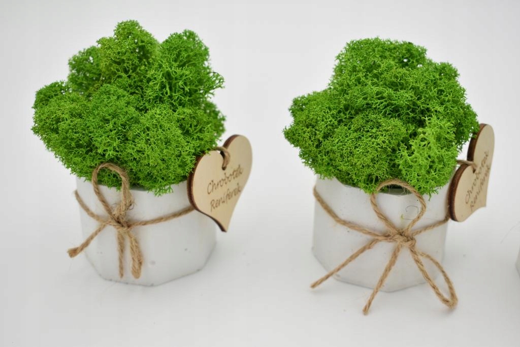 Chrobotkowy las mini w betonowej doniczce Marka inna