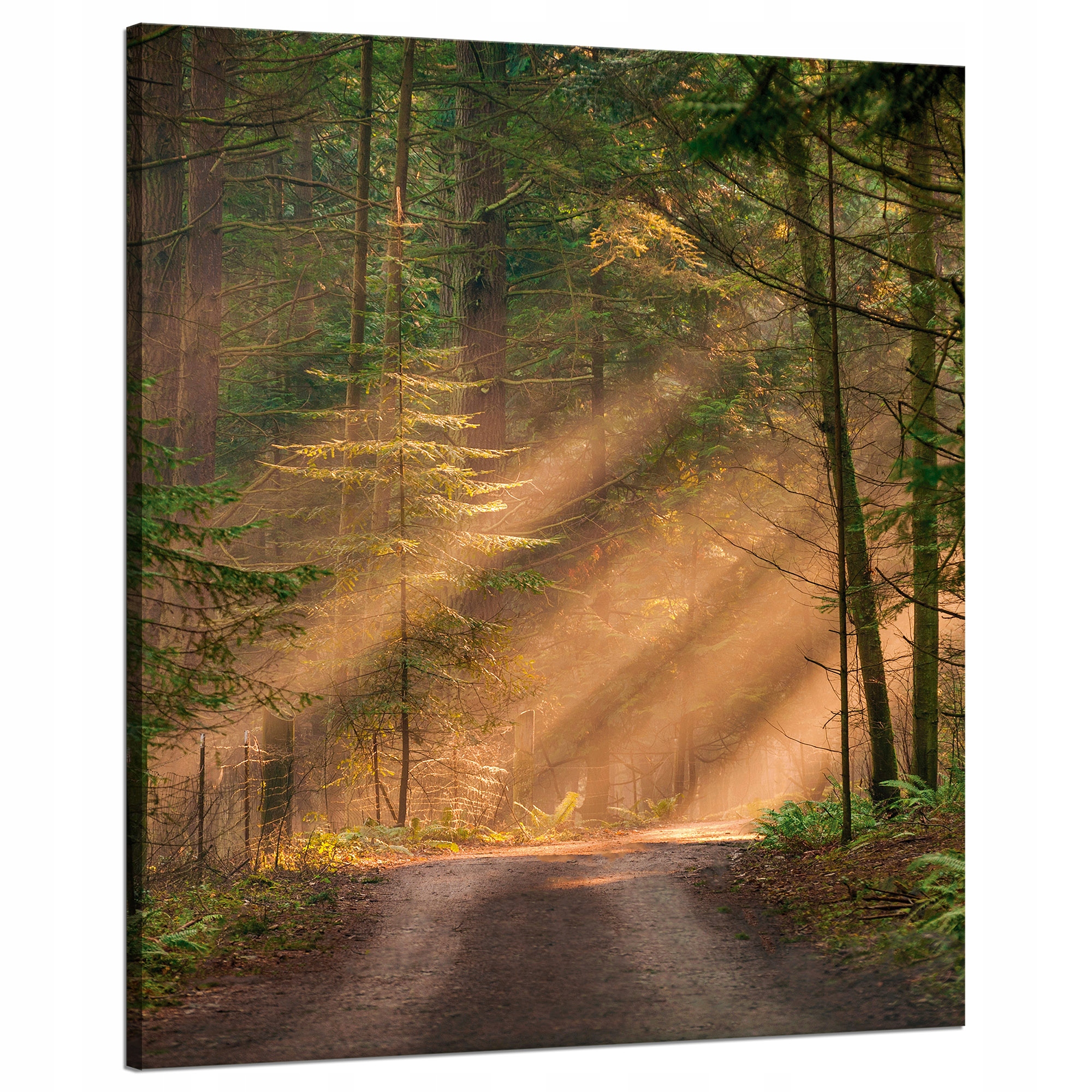 Obraz na plátně Stezka v lese Stromy Příroda 80x100 cm