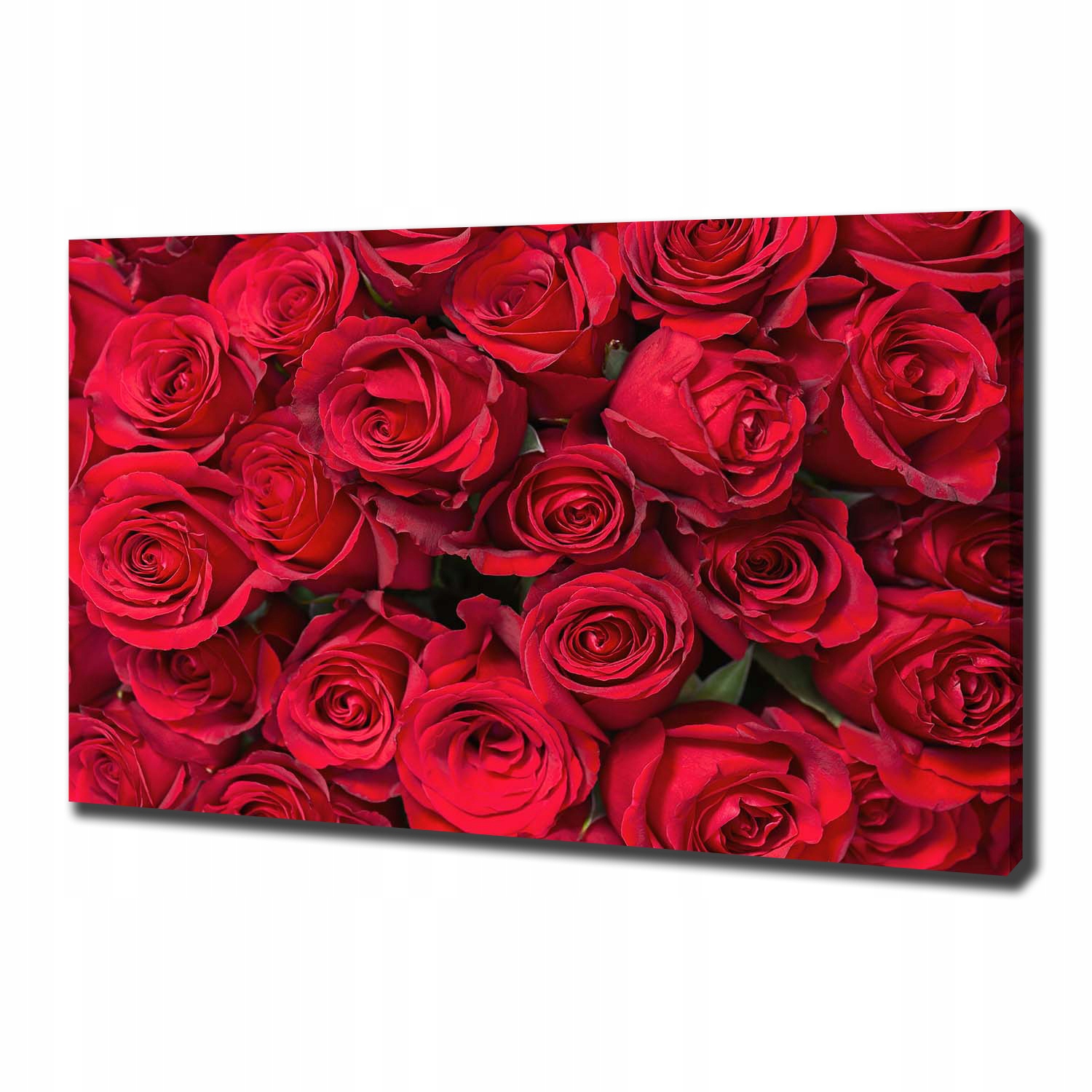 

Foto obraz na płótnie Czerwone róże 100x70 cm