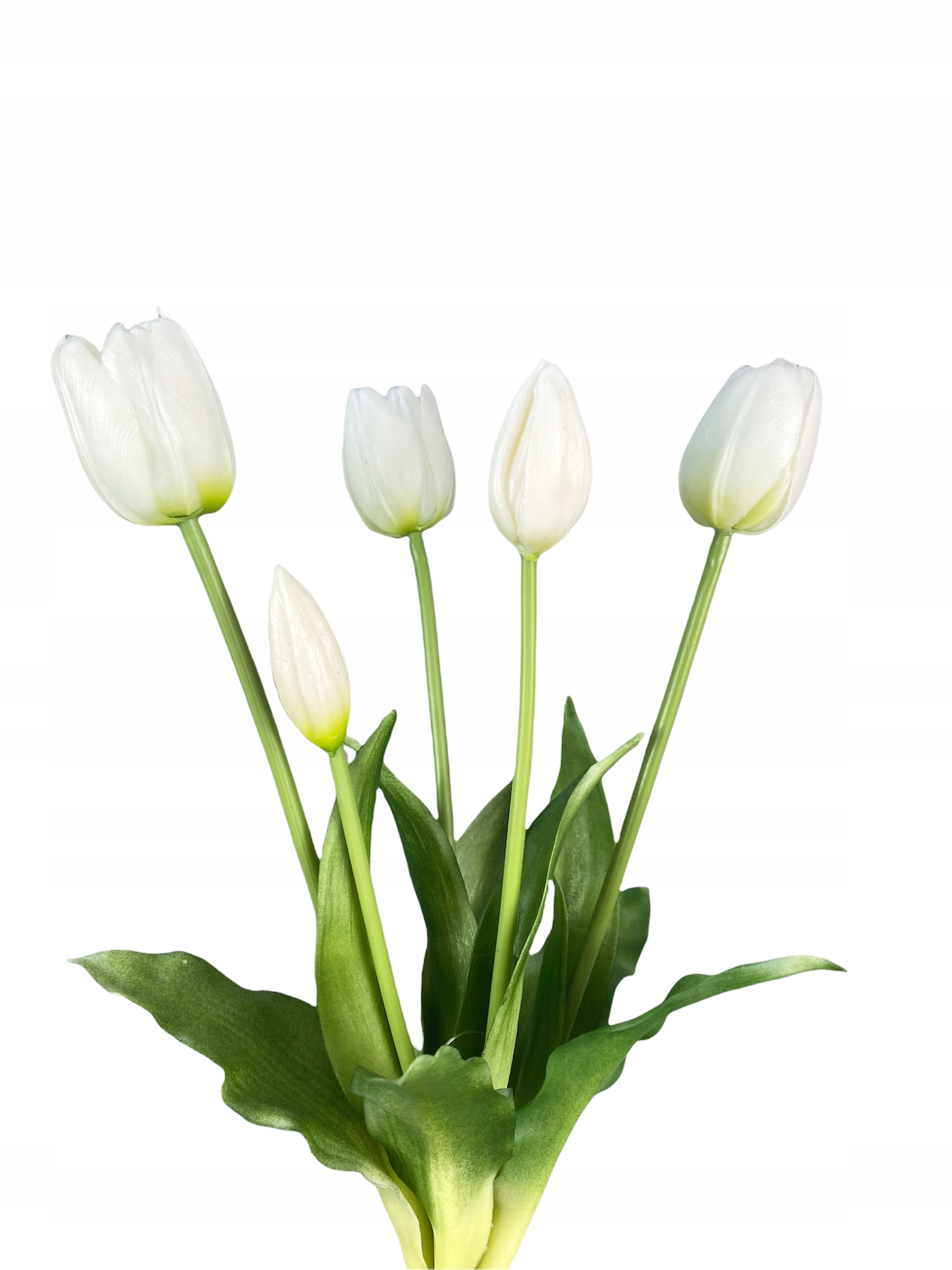 

Tulipany Tulipan Bukiet Biały 5 Szt Gumowane Białe