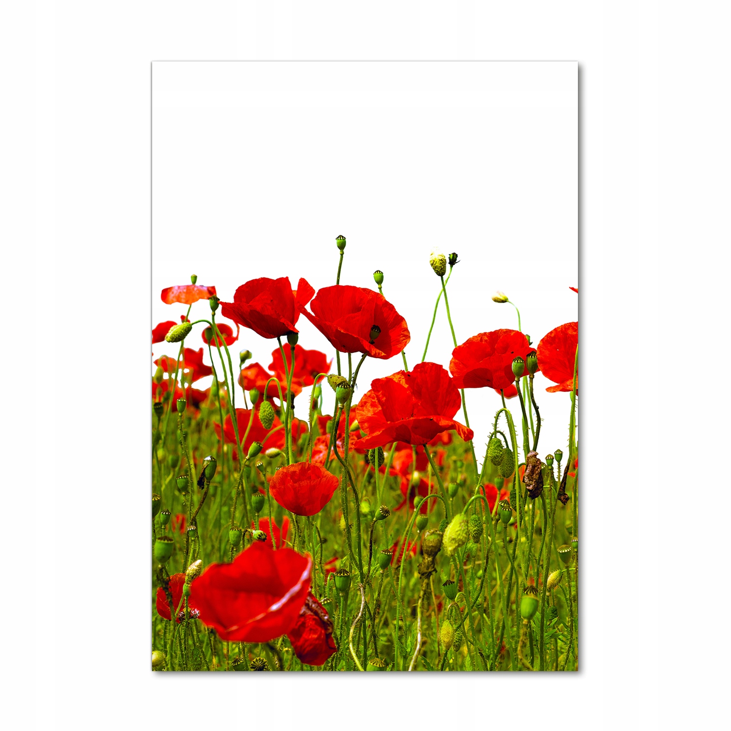 

Foto obraz szkło hartowane Pole maków 70x100 cm