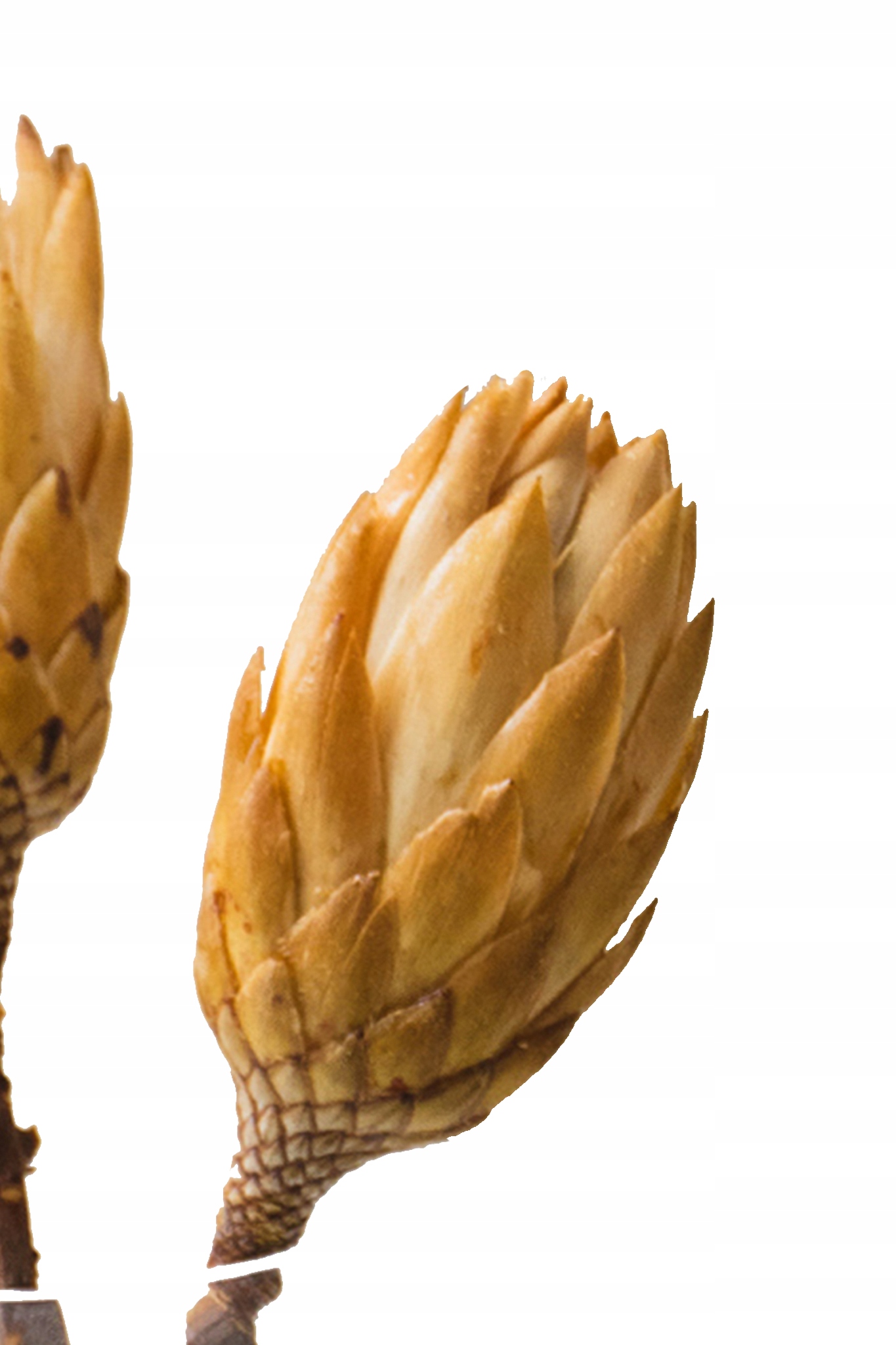 

Protea suszona srebrnik kwiat Prometeusza do wazon