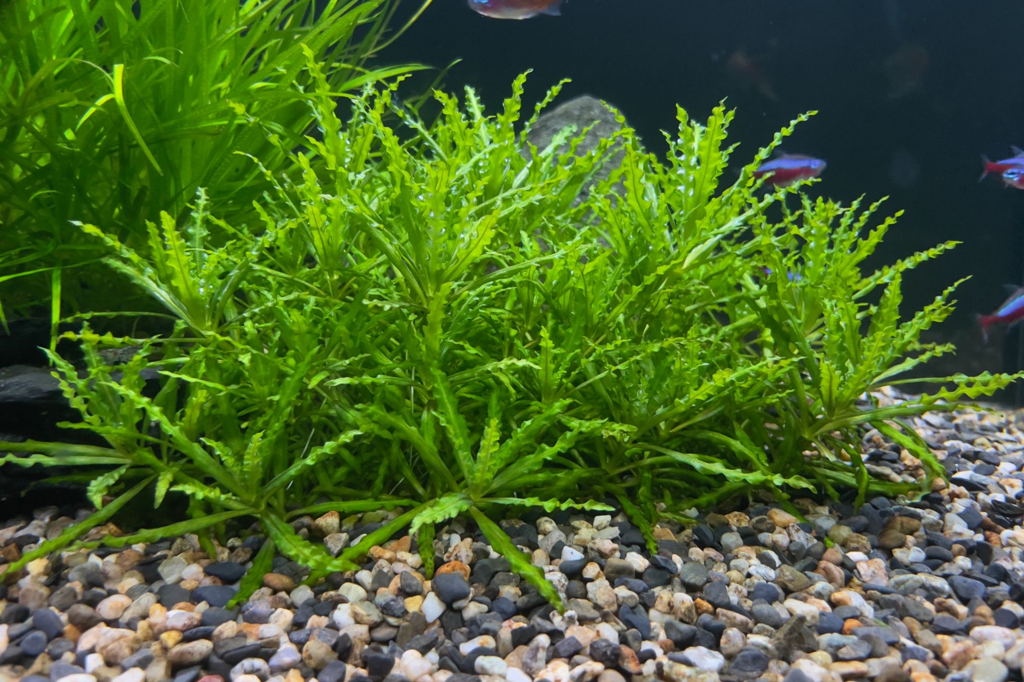 Pogostemon HELFERI - GWIAZDA WODNA - młode rośliny w koszyczku