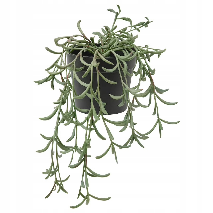 

Ikea Fejka Sztuczna roślina Starzec Rowleya 13 cm