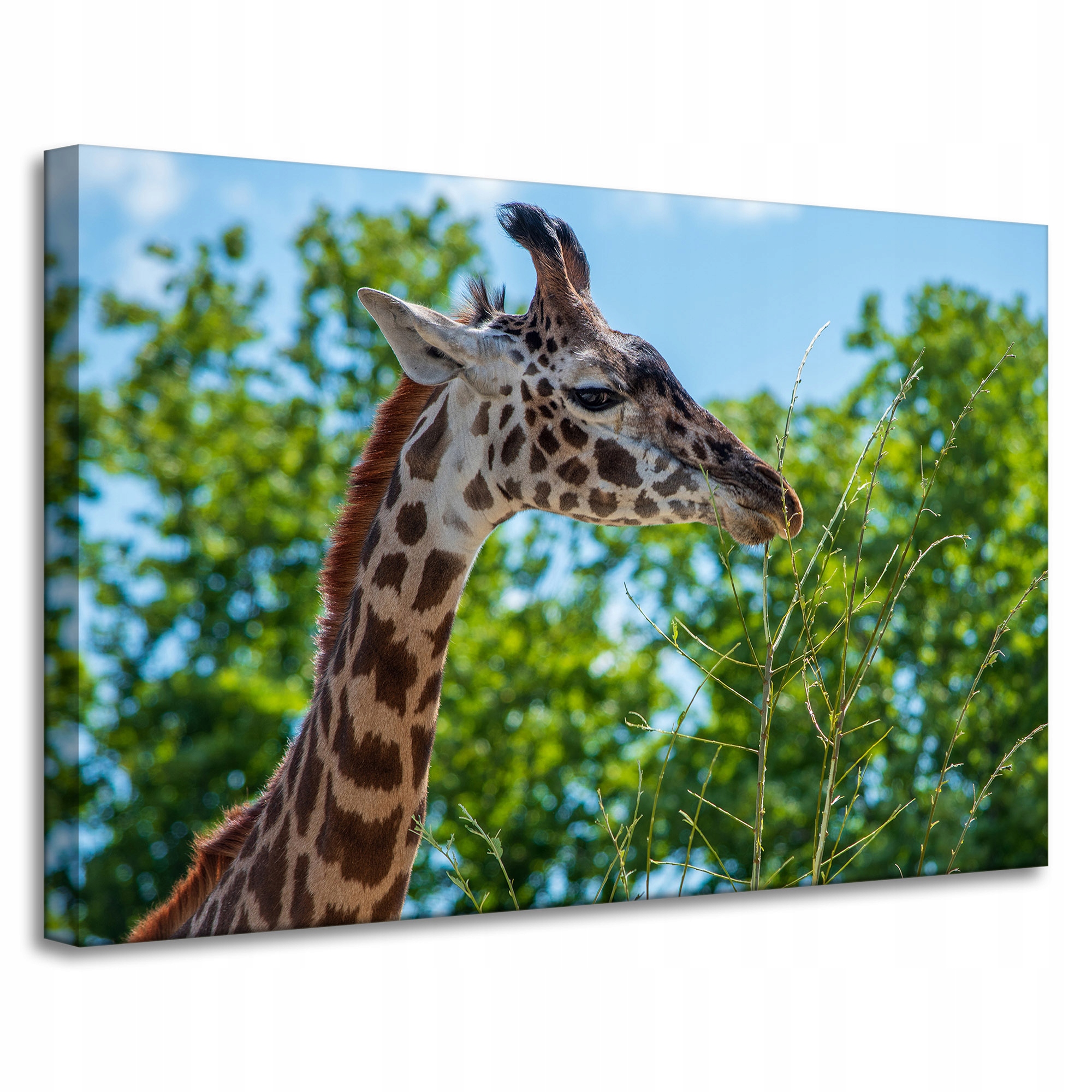 Obraz Canvas Zvířata Žirafa na plátně 90x60 cm