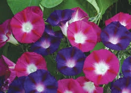 ВИЛЕЦ вьюнок трехцветная Красотка на террасы и балконы семена