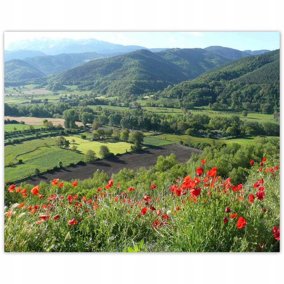 

Plakat 50x40 Kwiecisty widok w górach