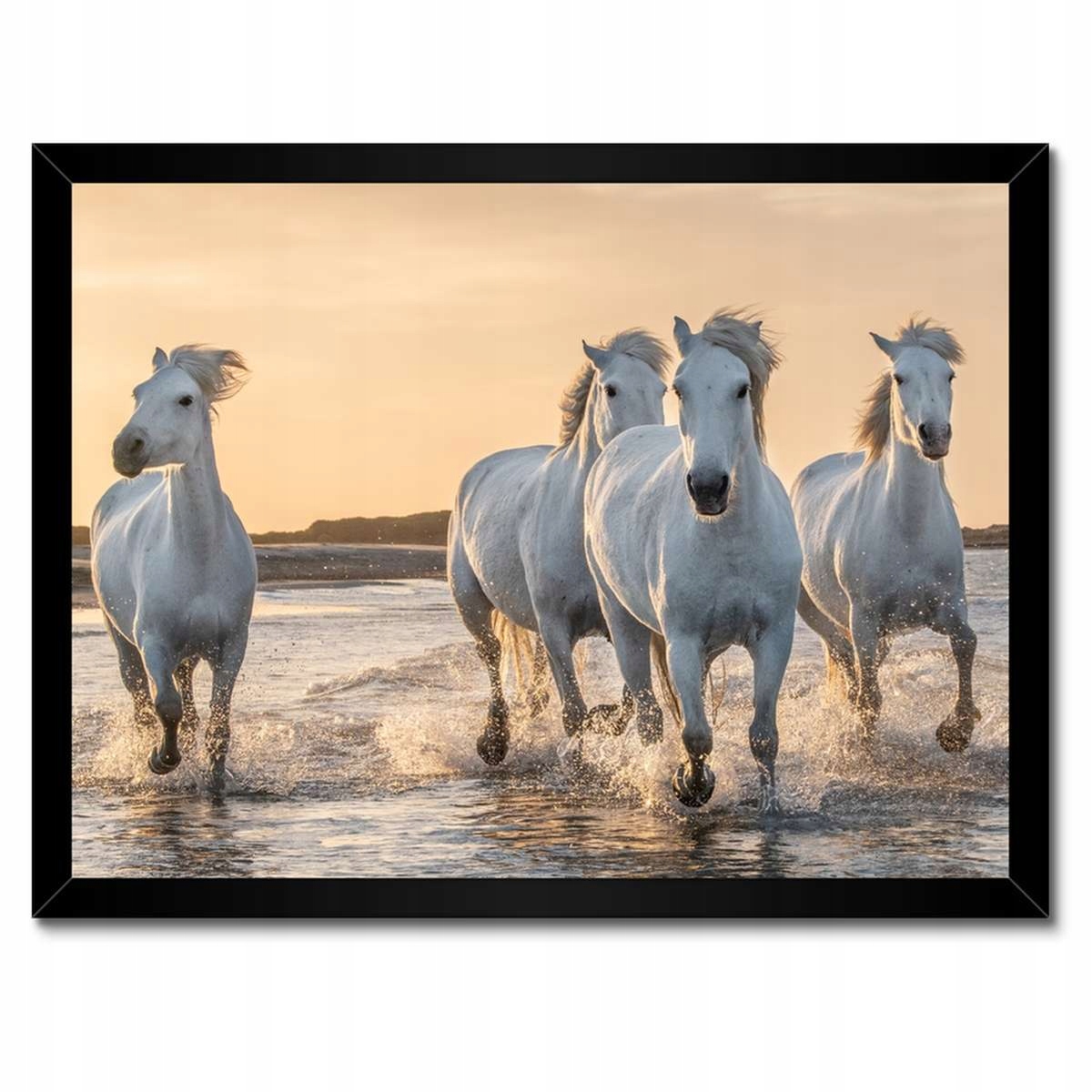 Plakáty v rámu 40x30 Divocí koně Wild Horses