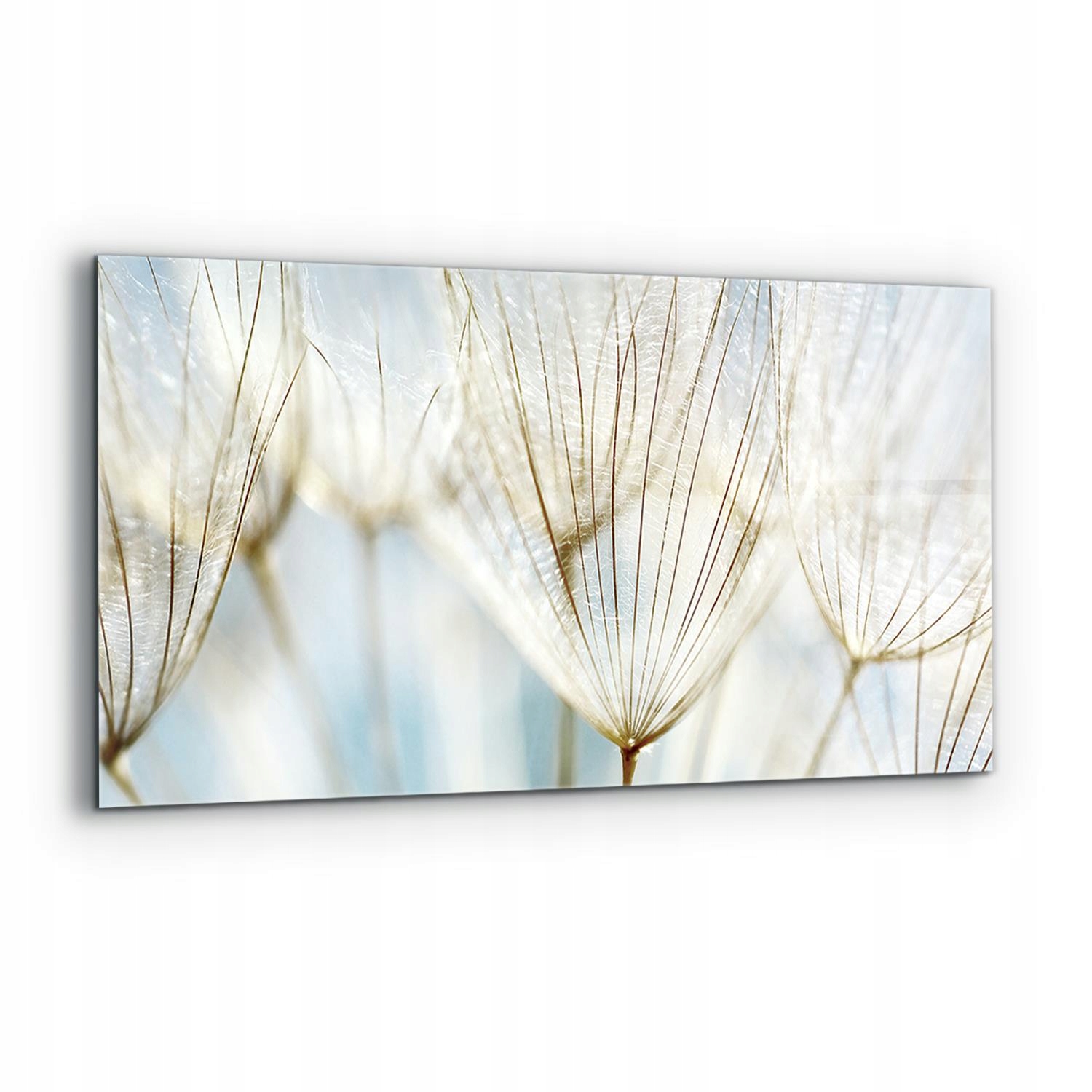 Nástenný panel Púpava Púpava na Vetre 120x60