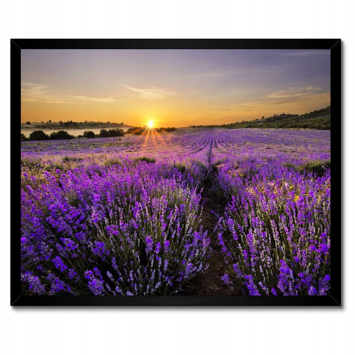 Plakáty v rámu 50x40 Levandulová krajina Slunce