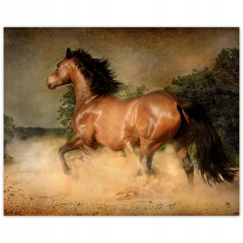 

Plakat 50x40 Koń Konie Jeździectwo