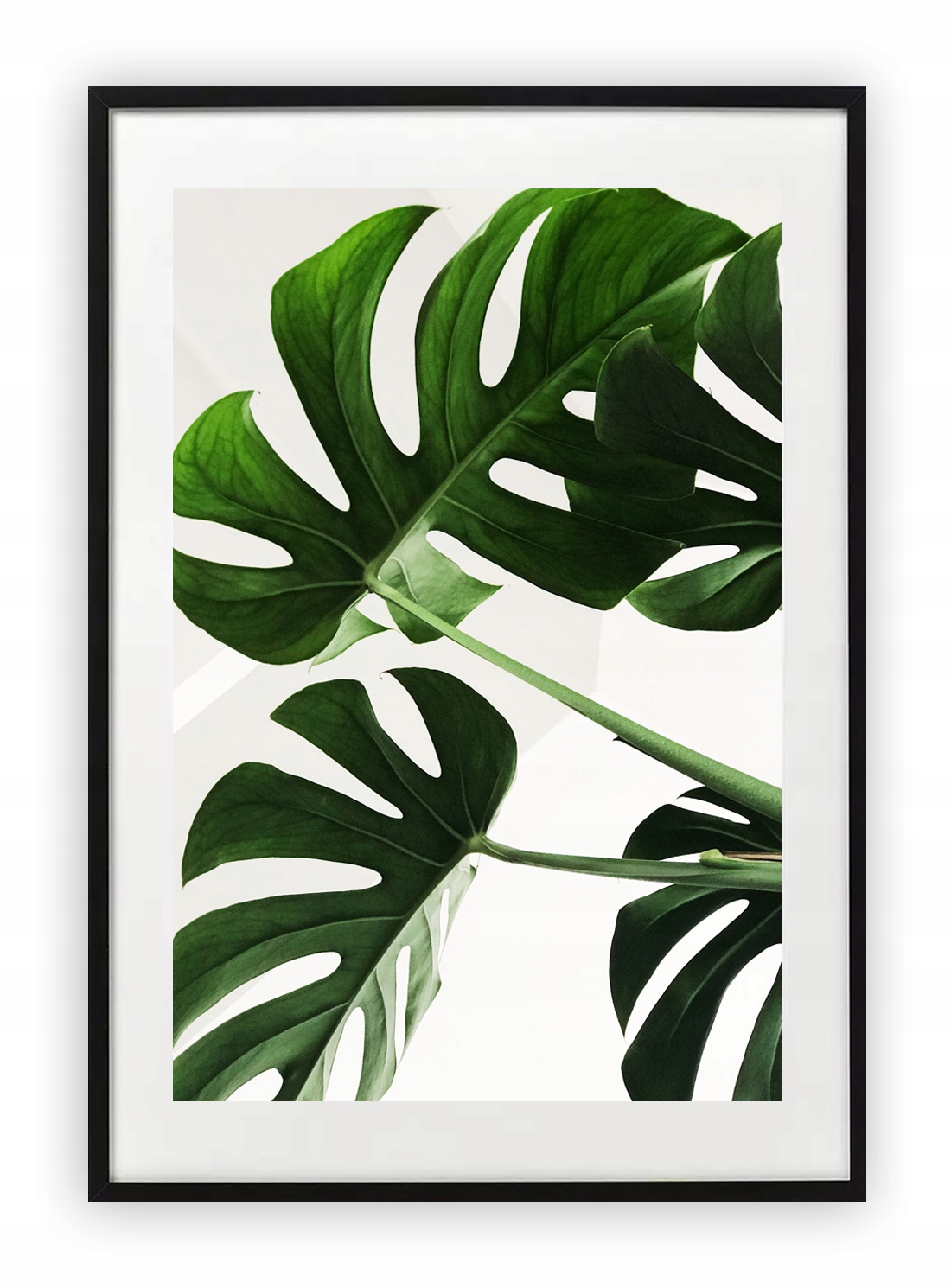 

Plakat 13x18 cm Monstera Roślina Moda