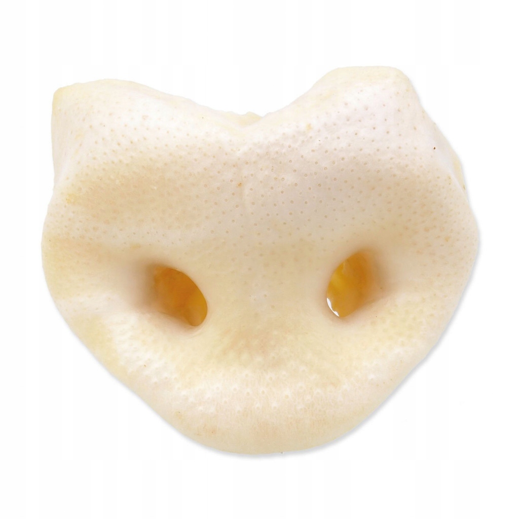 Rypáček vepřový bílý 50ks