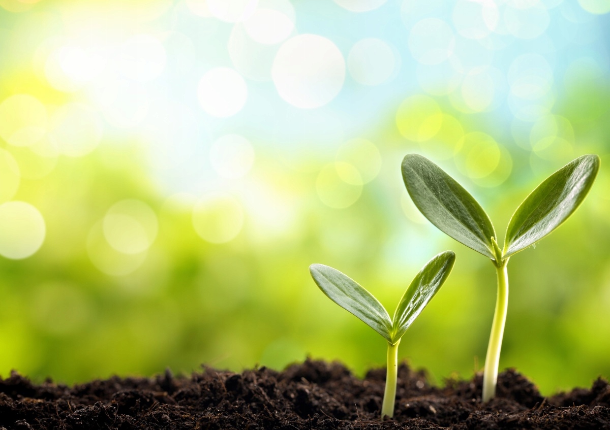 

Tapeta flizelinowa Kiełek fasoli 208x146