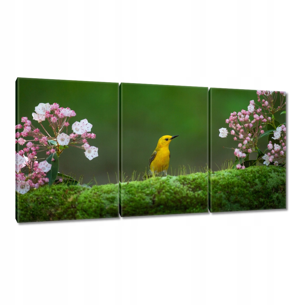

Obrazy 120x60 Ptaszyna Ptaszek