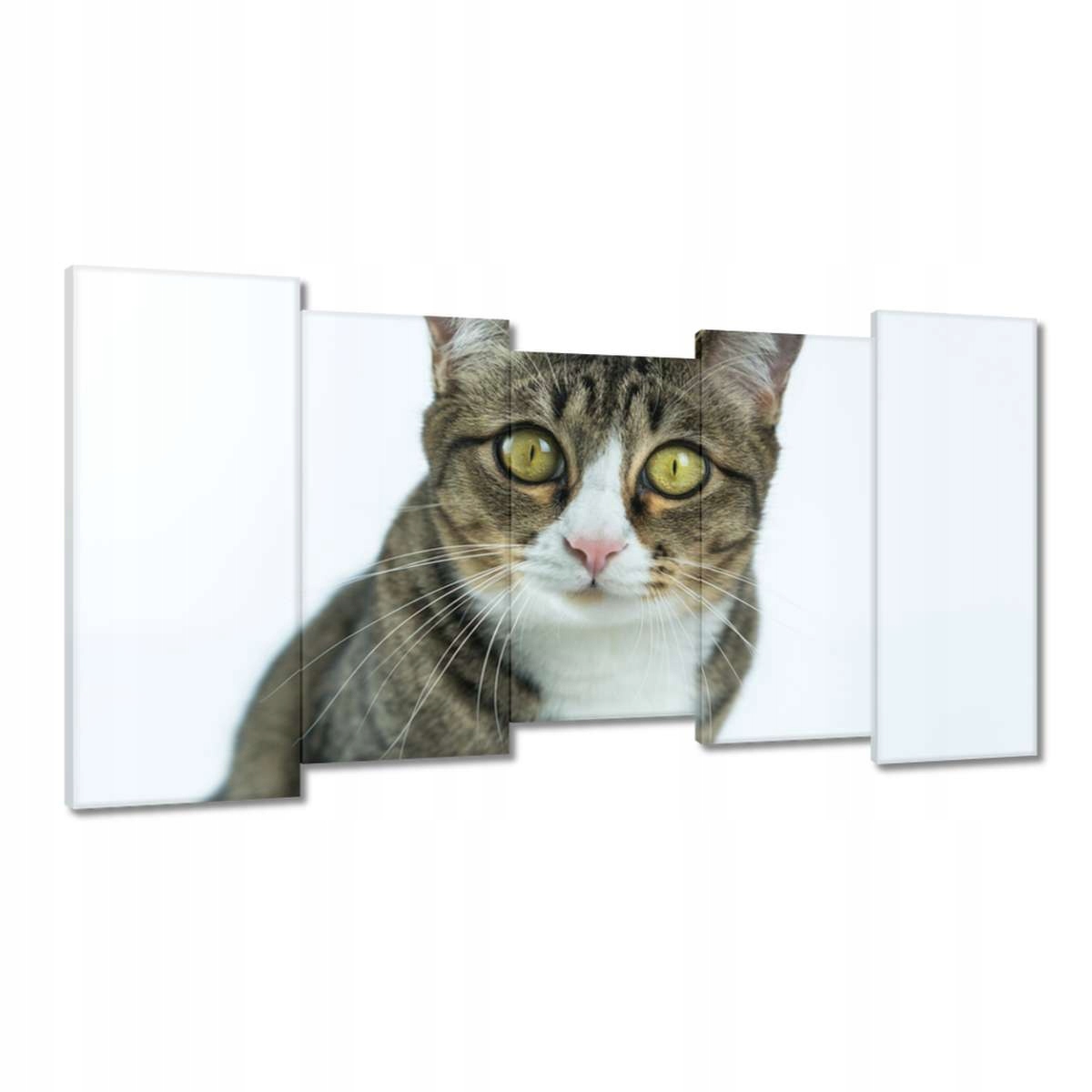 Obrazy 150x80 Kočka Kotě Kočky
