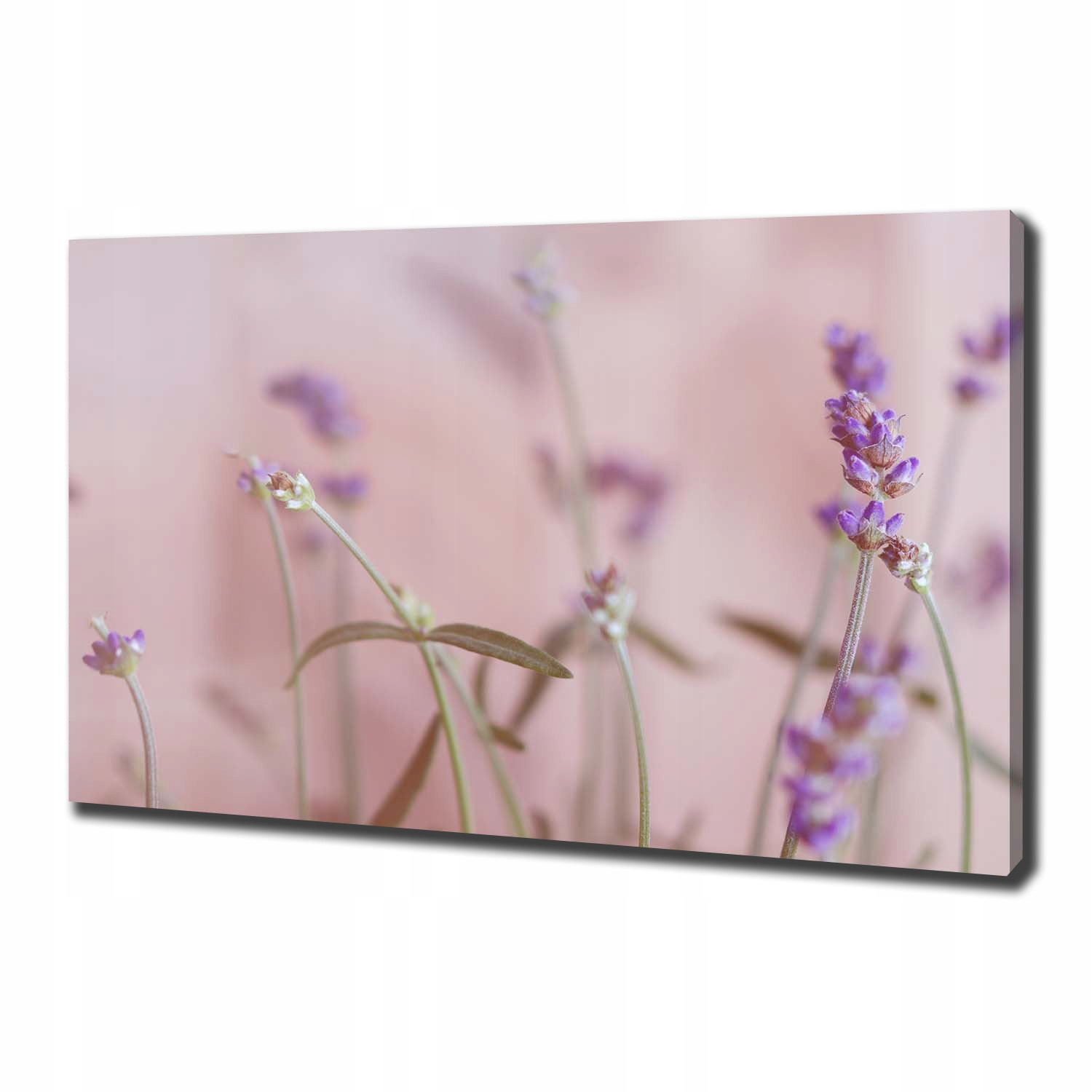 

Foto obraz canvas na ścianę Lawenda 100x70 cm