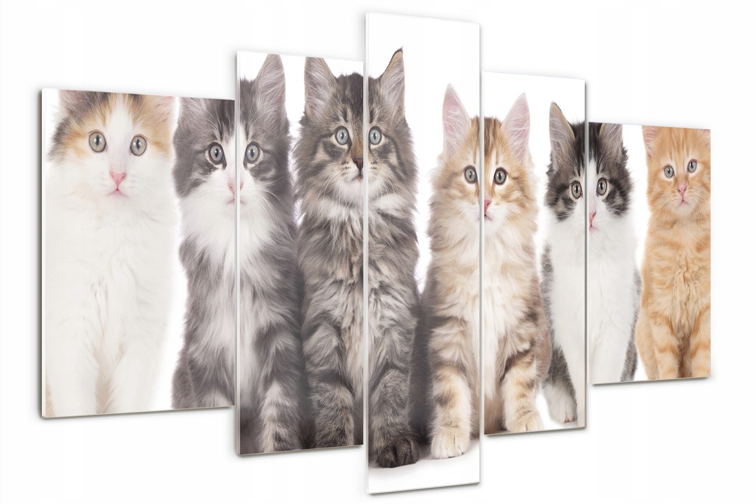 Foto Obraz zo skla veľký polyptych Šesť mačiek