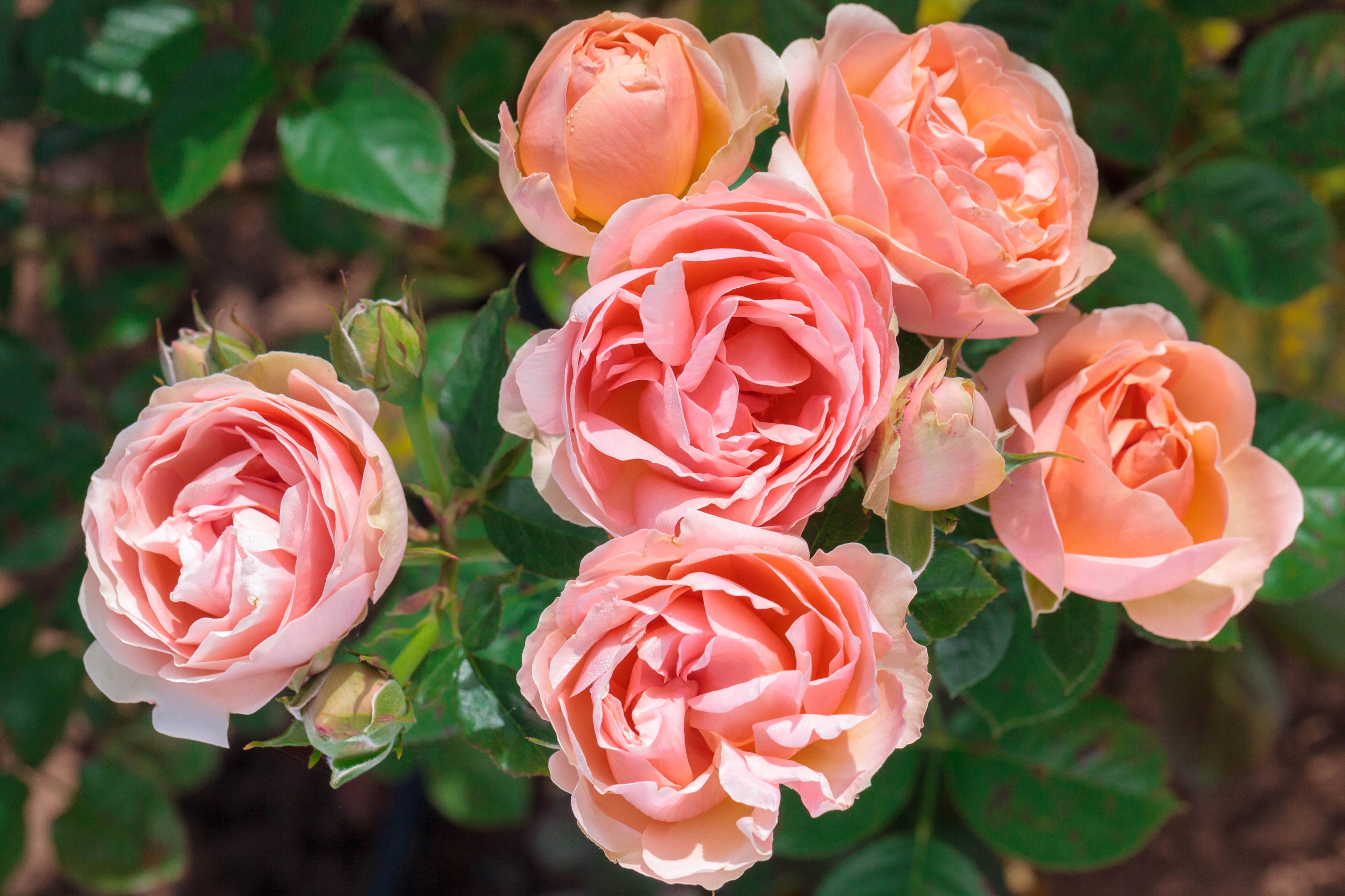 Róża Rabatowa AUGUSTE ESCOFFIER Meizasmne MEILLAND